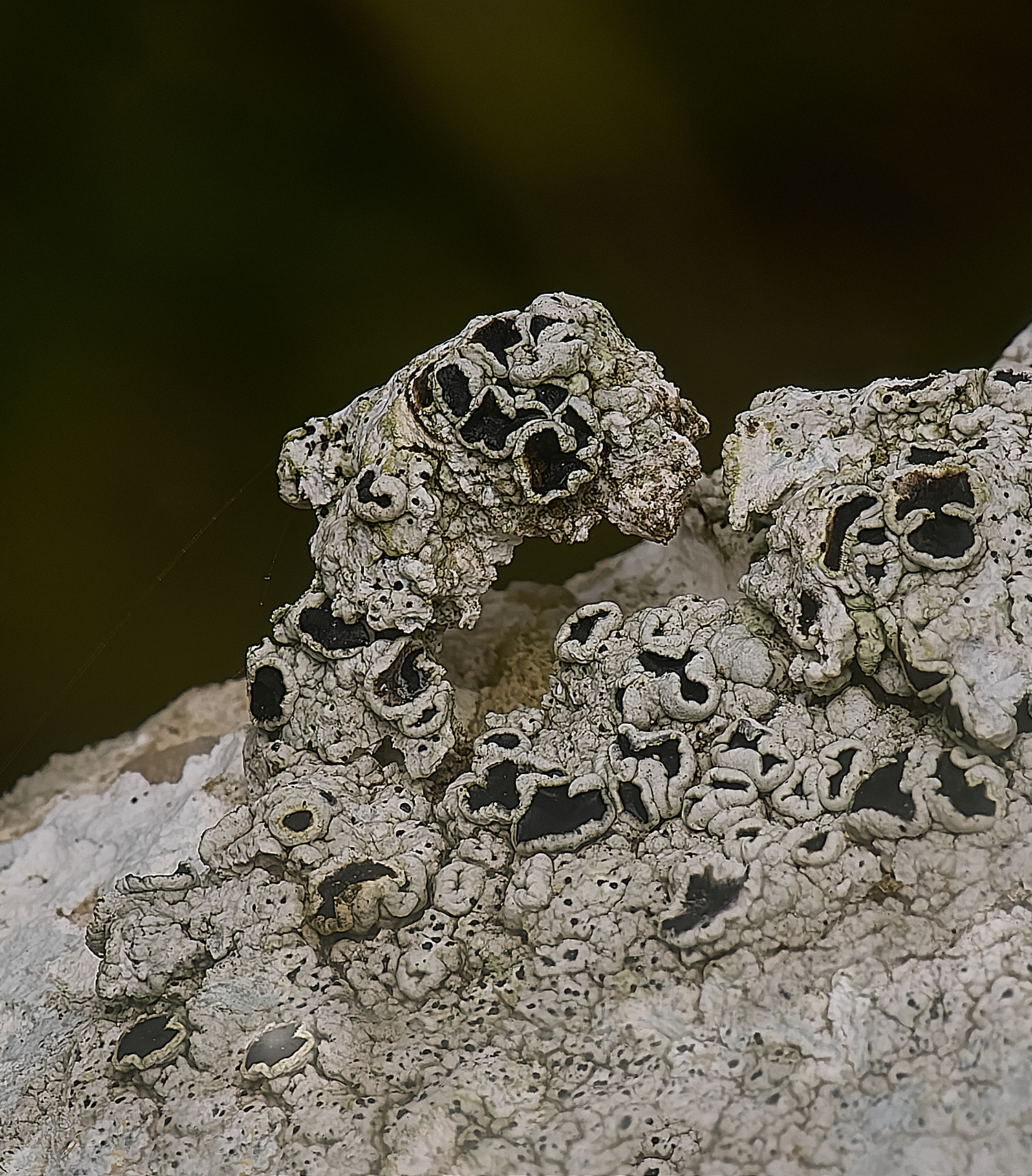IngworthLichen25210125-1