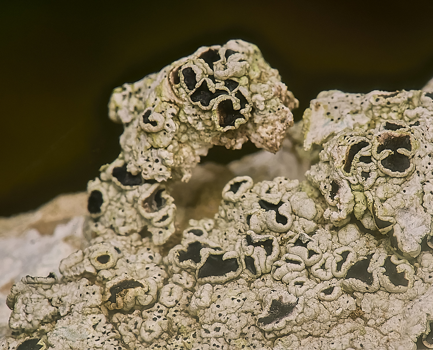 IngworthLichen25210125-2