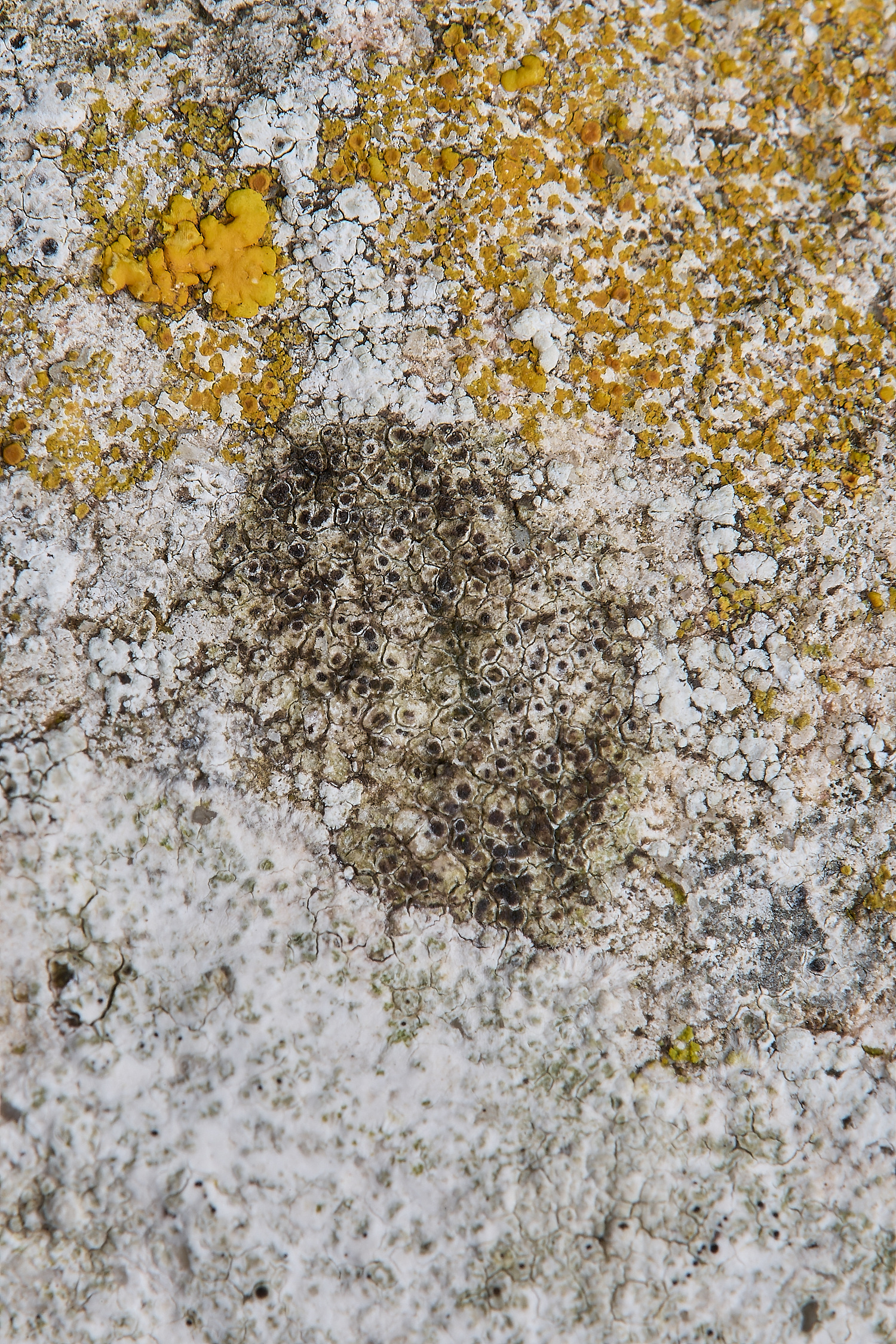 IngworthLichen25290125-1