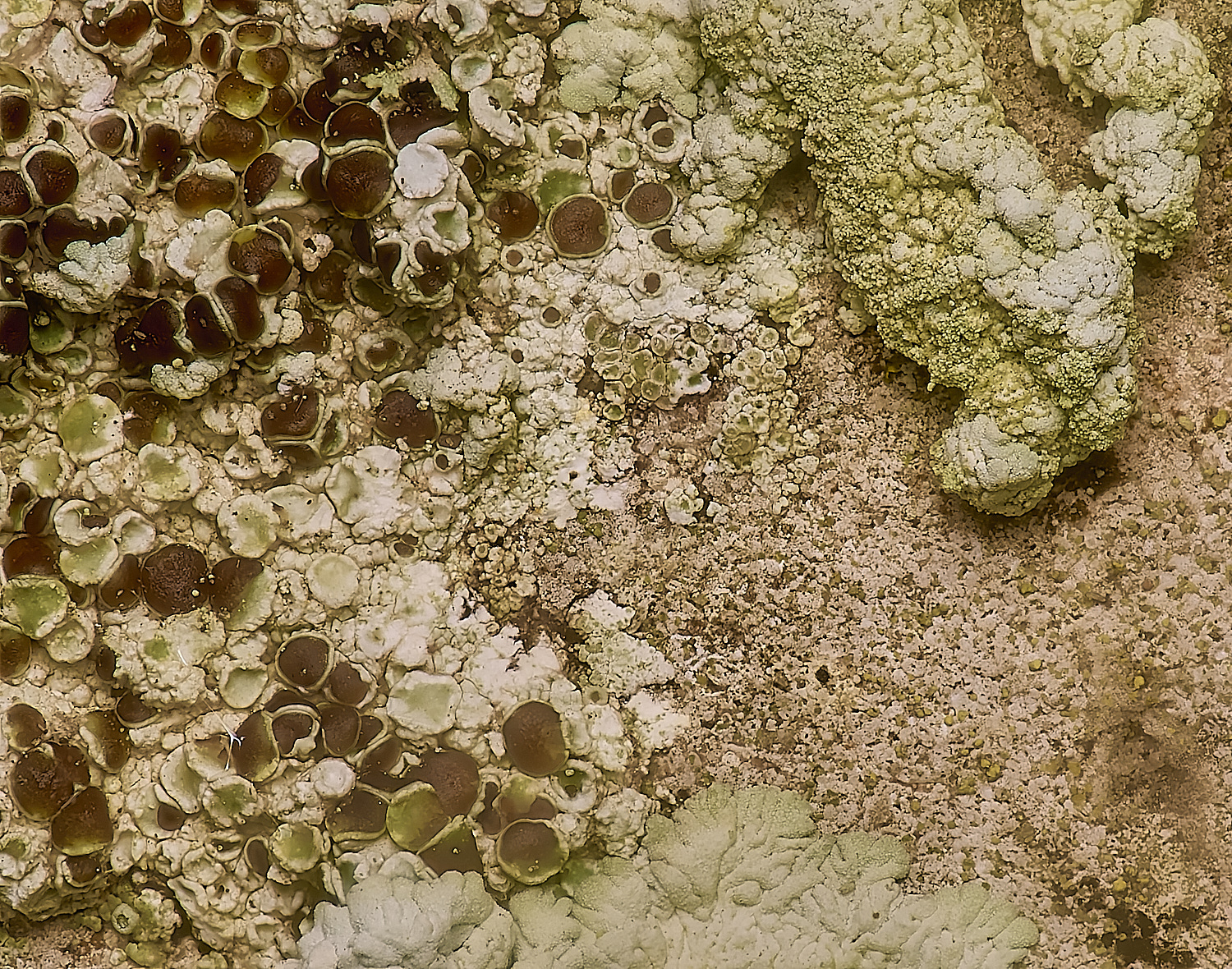 IngworthLichen26210125-1