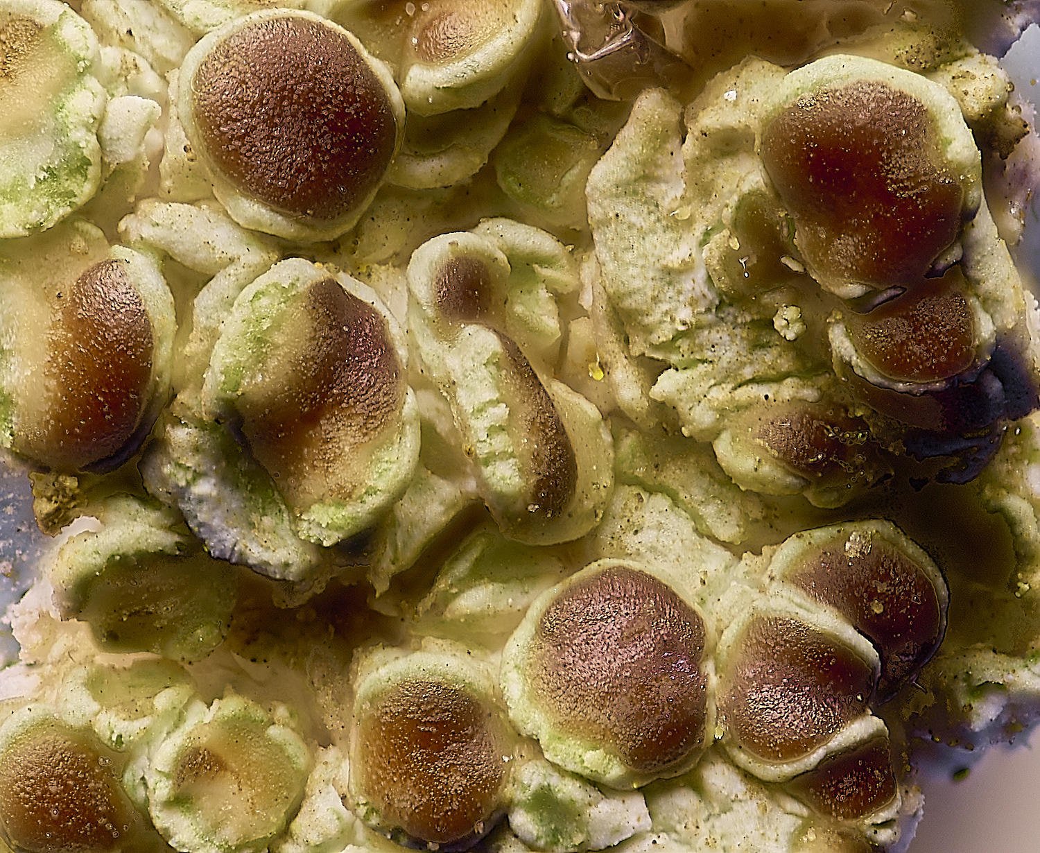 IngworthLichen26210125-2