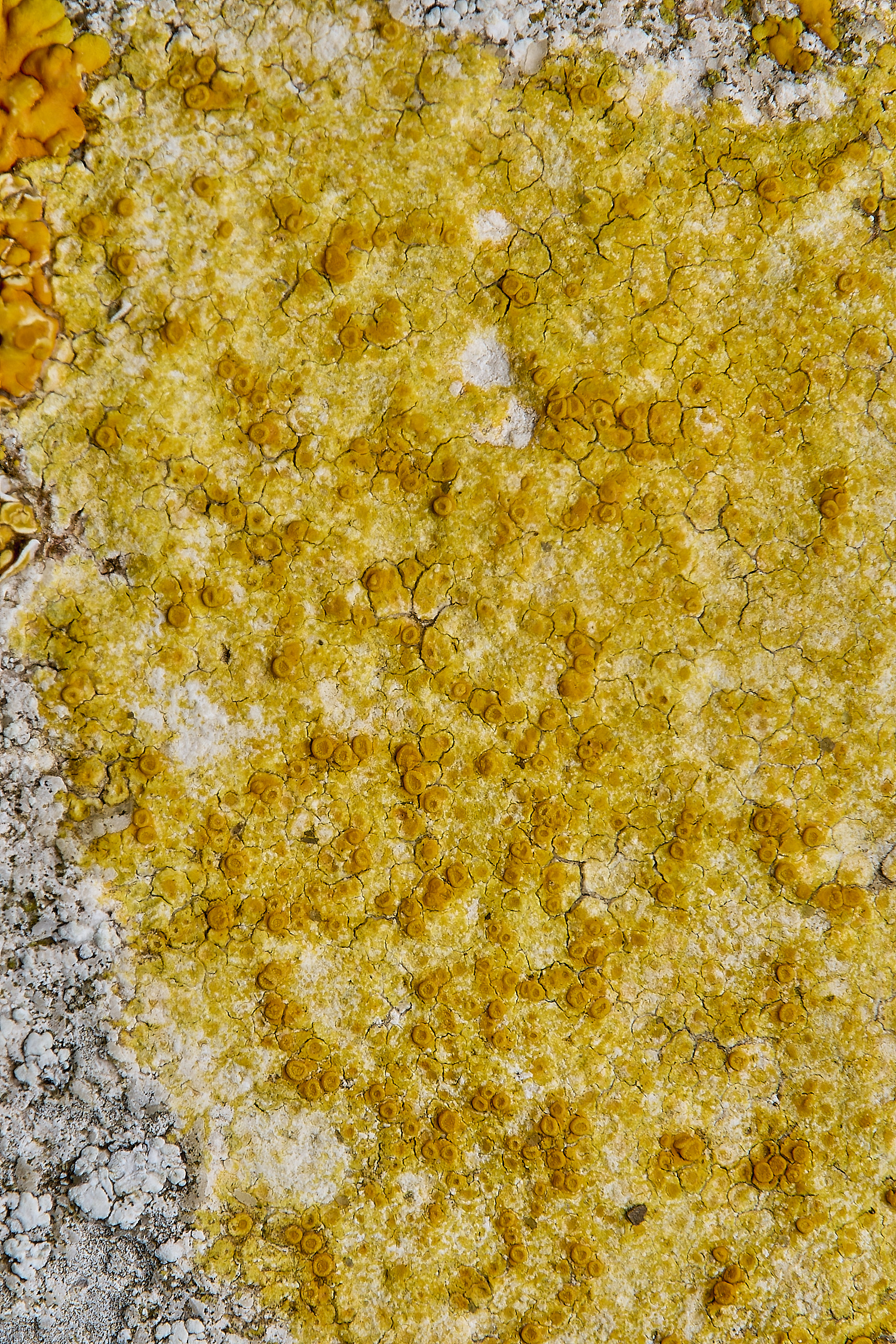 IngworthLichen26290125-1