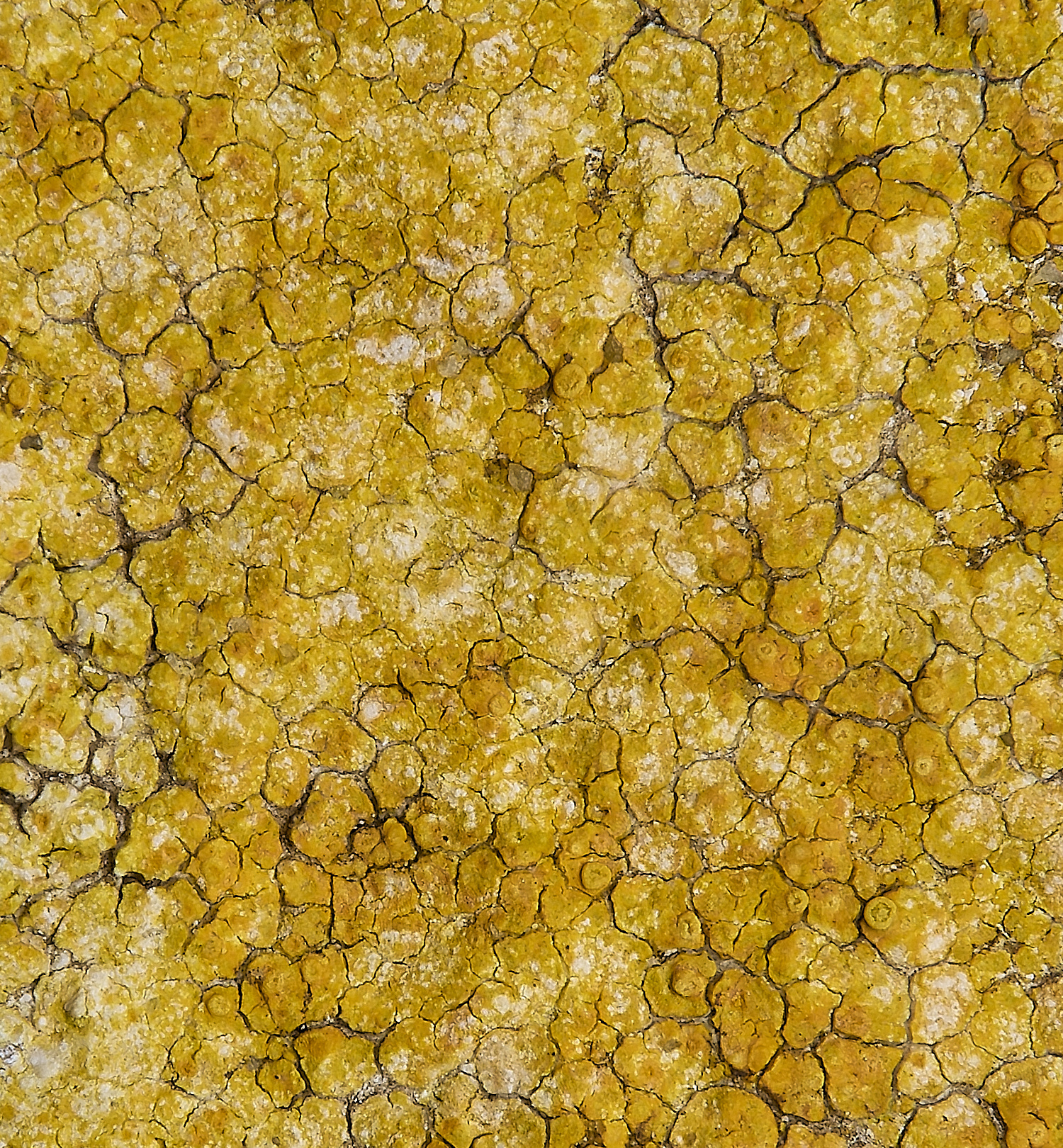 IngworthLichen26290125-2 1