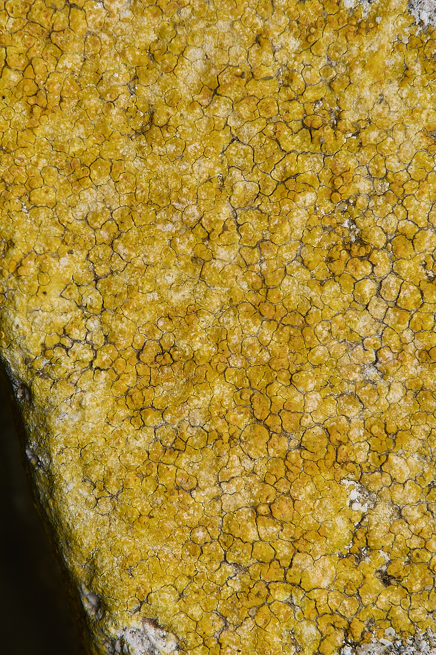 IngworthLichen26290125-2