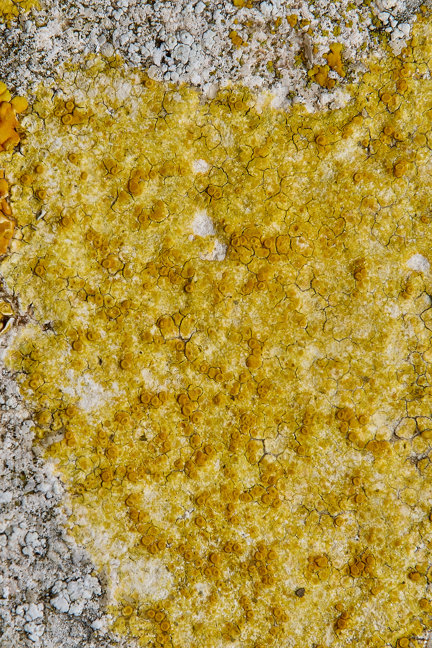 IngworthLichen26290125-3