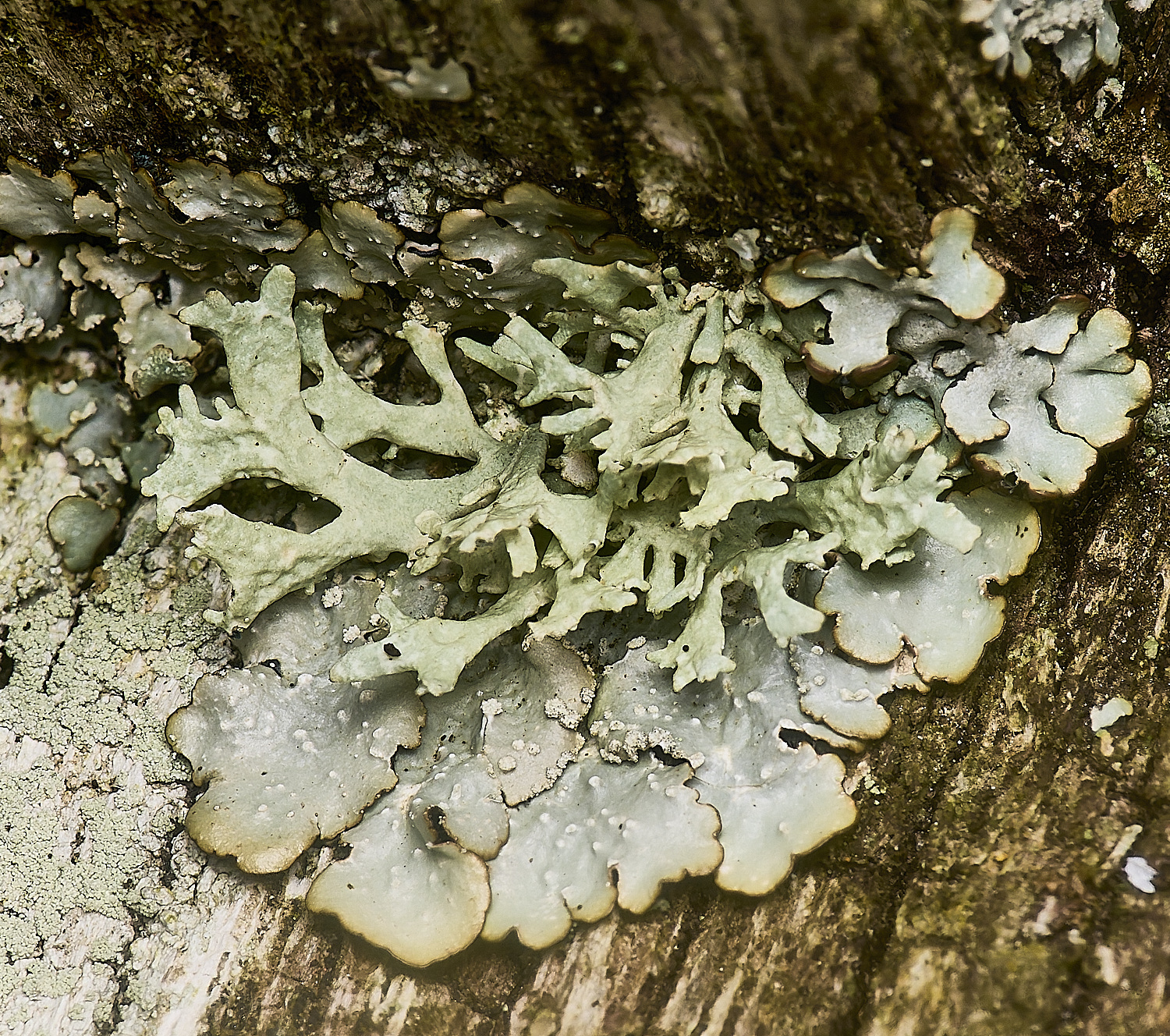 IngworthLichen27210125-1