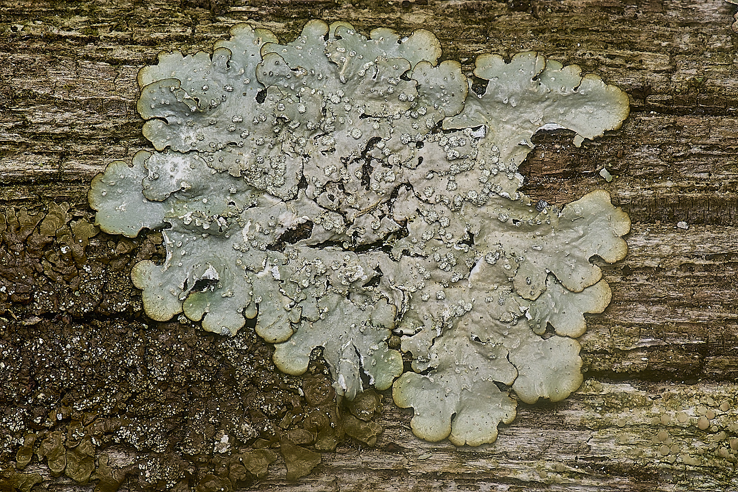 IngworthLichen27210125-2