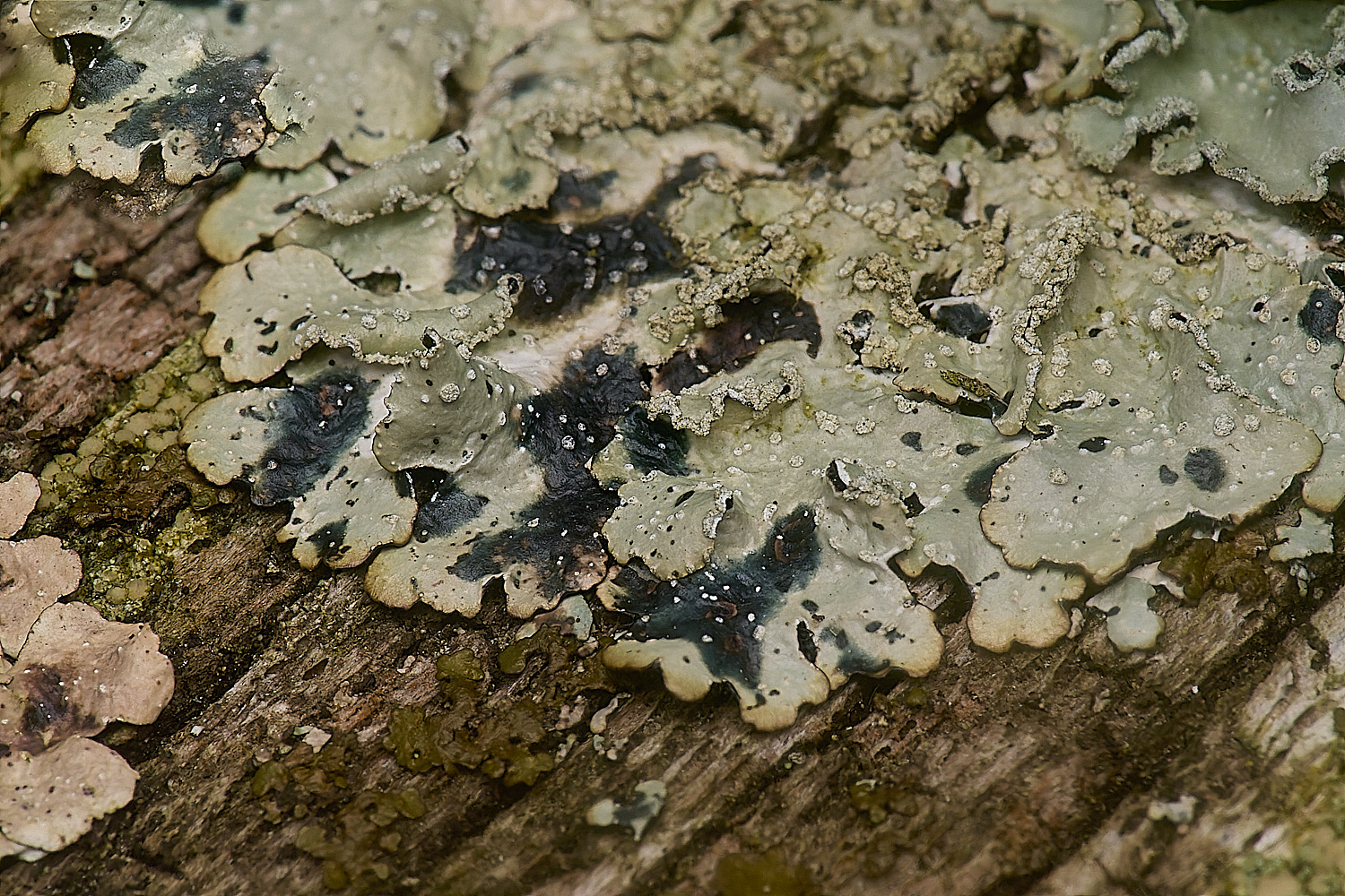 IngworthLichen27210125-3