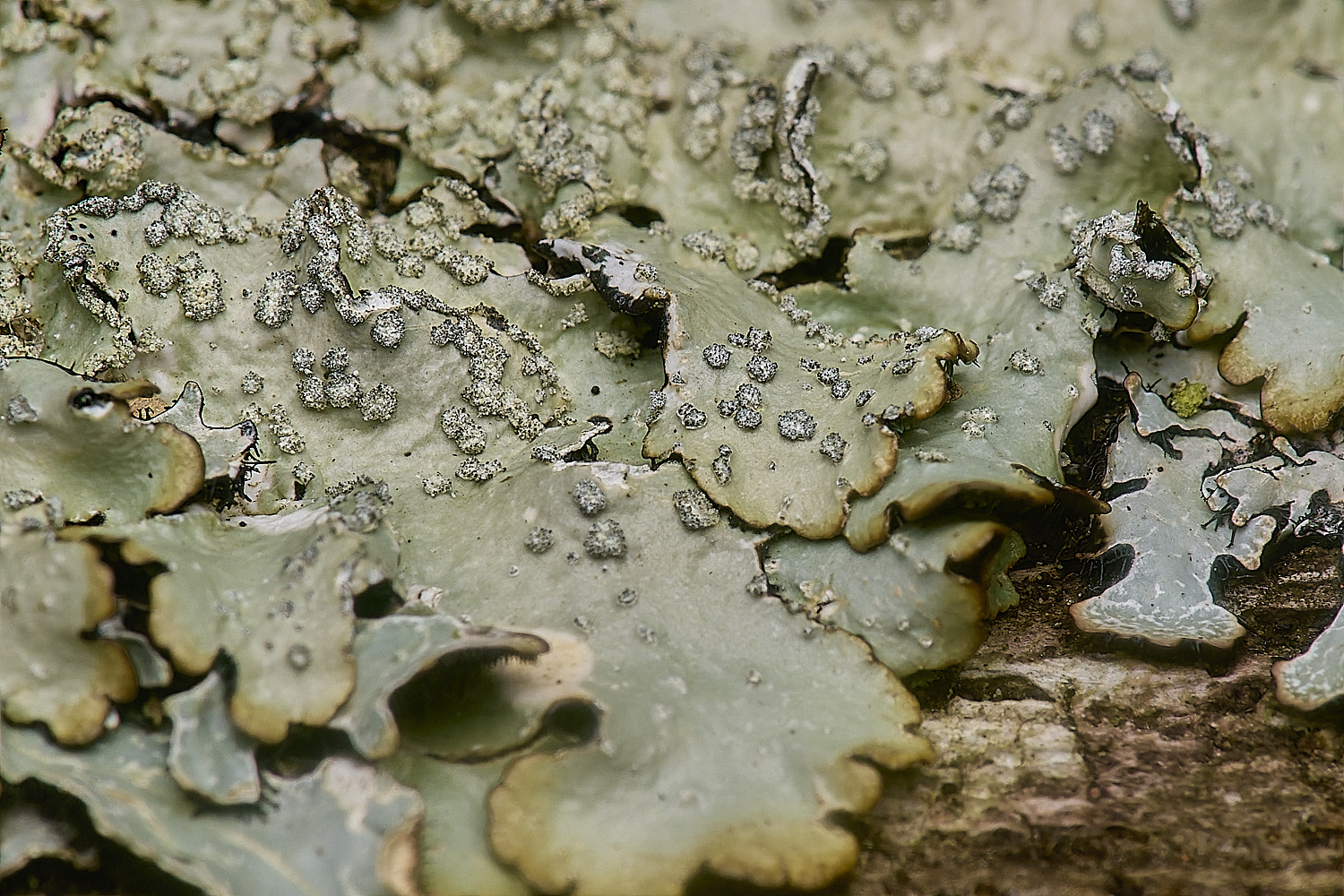 IngworthLichen27210125-4