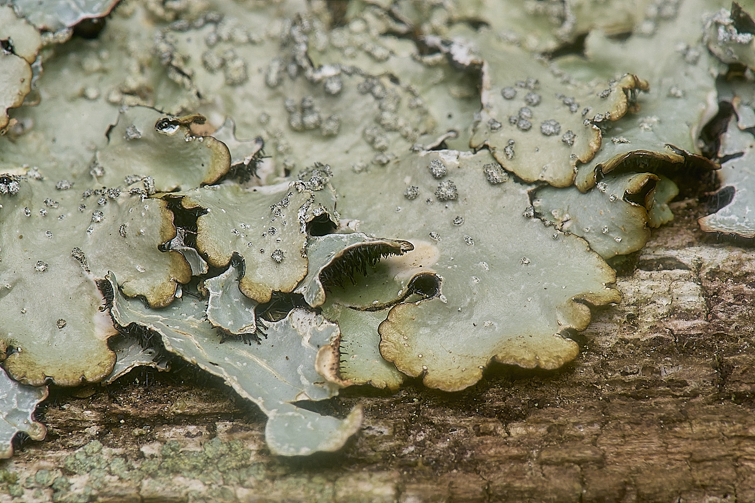 IngworthLichen27210125-5
