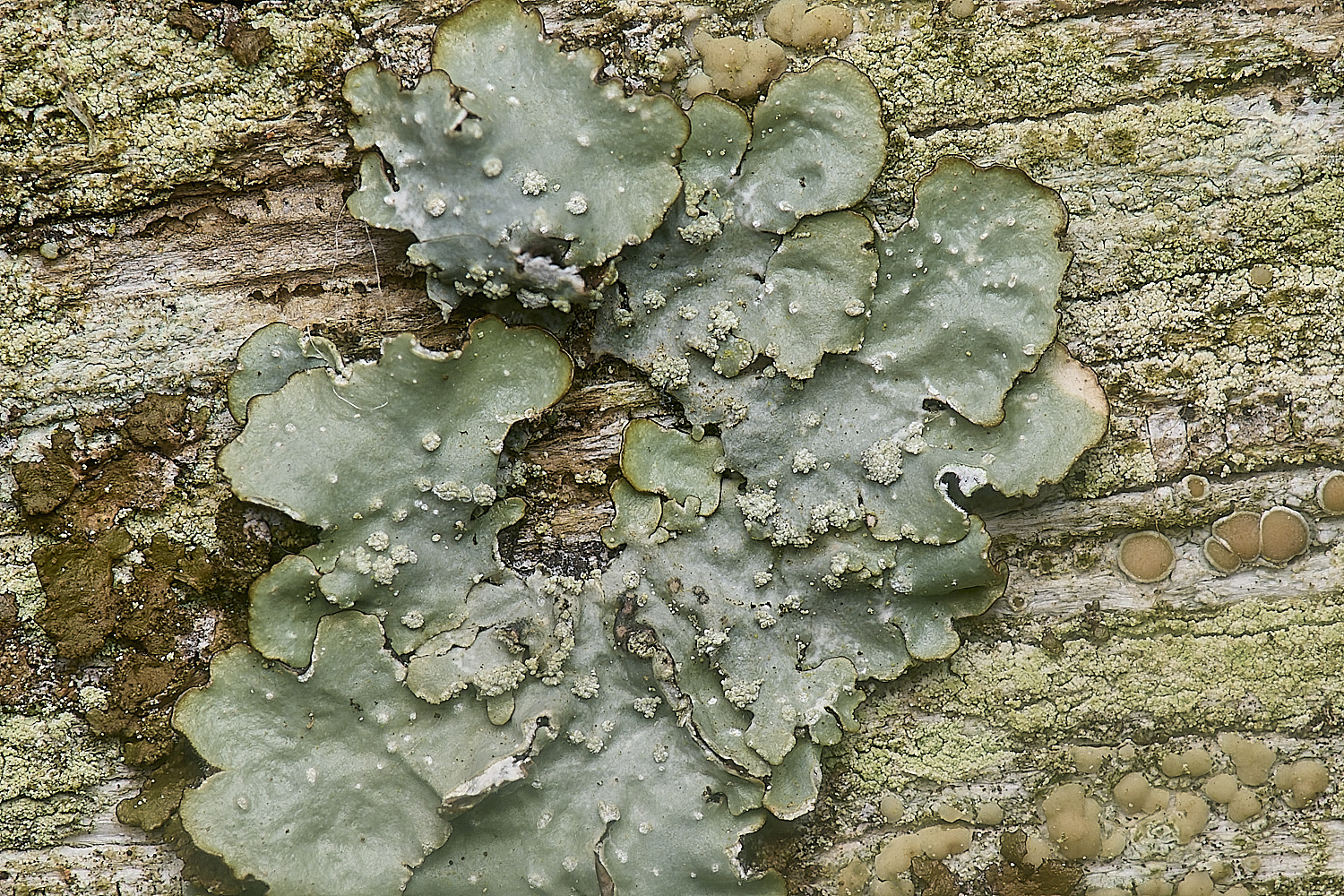 IngworthLichen27210125-6