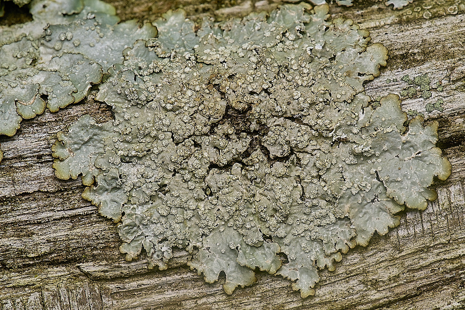 IngworthLichen27210125-7