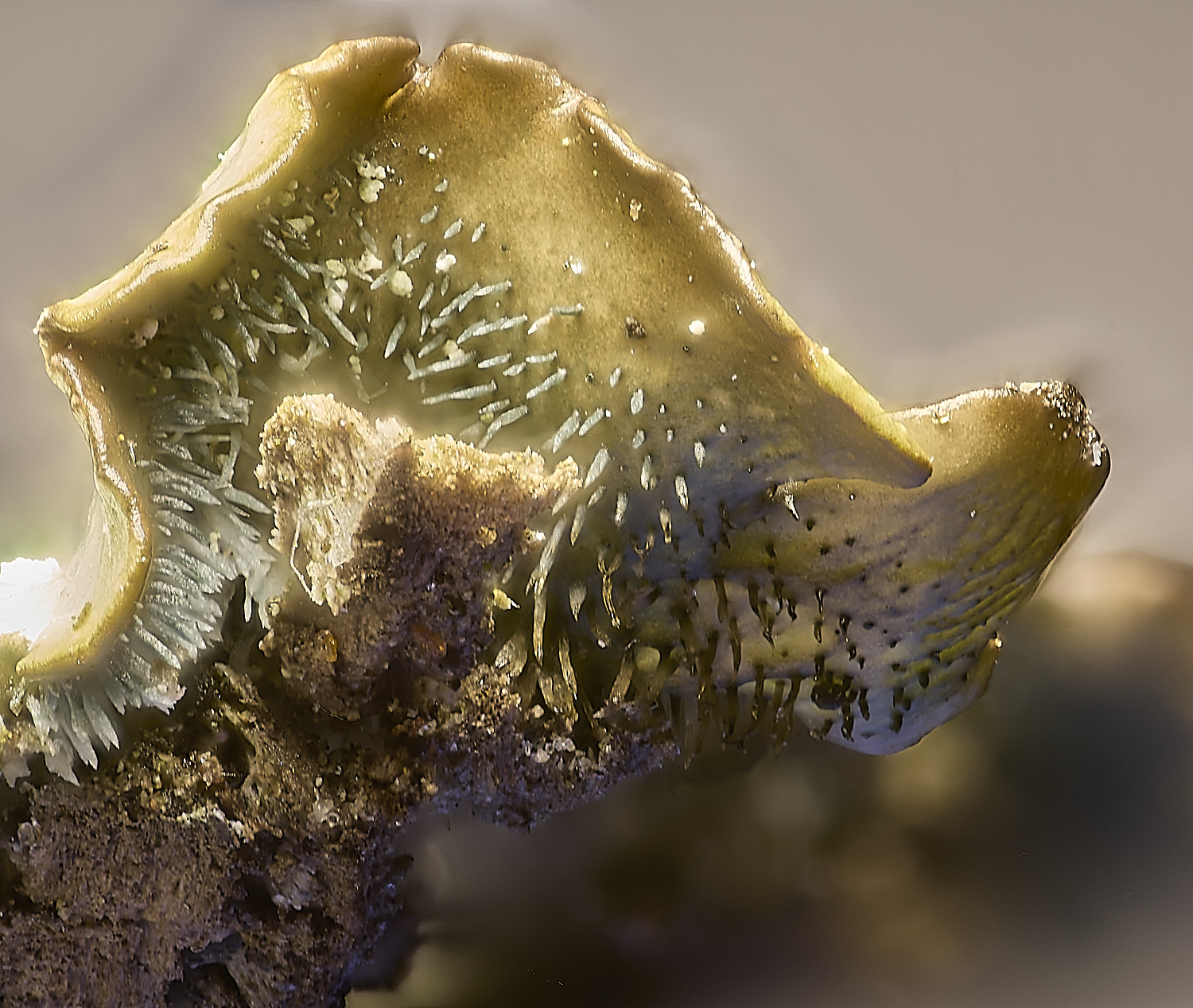 IngworthLichen27210125-8