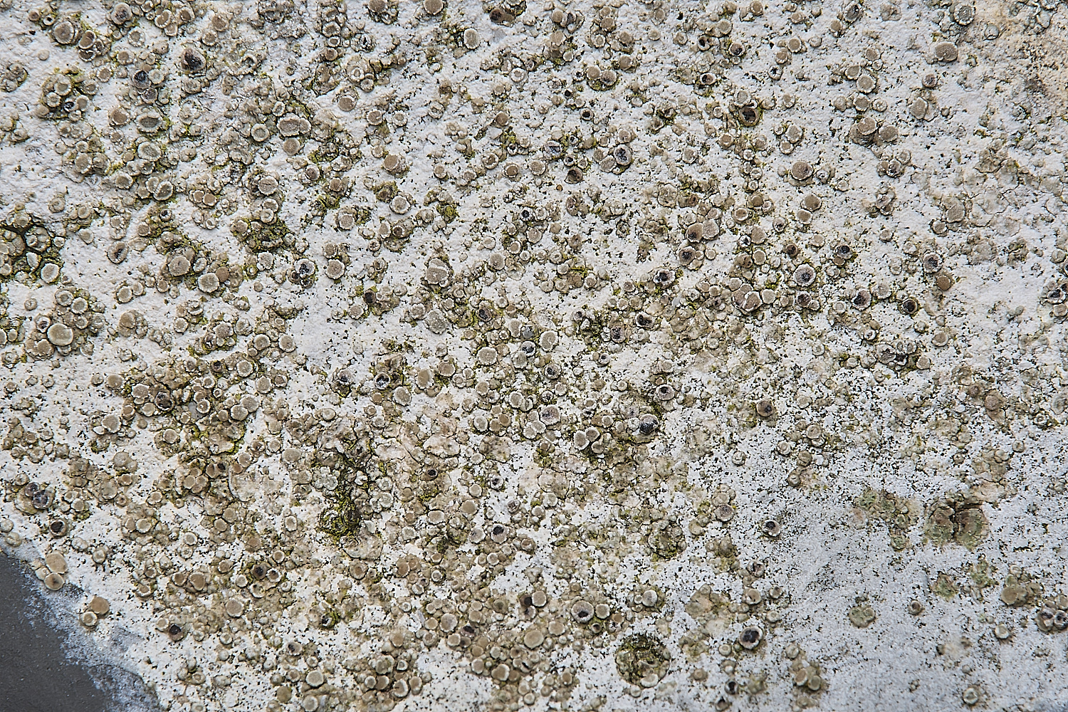 IngworthLichen27290125-1