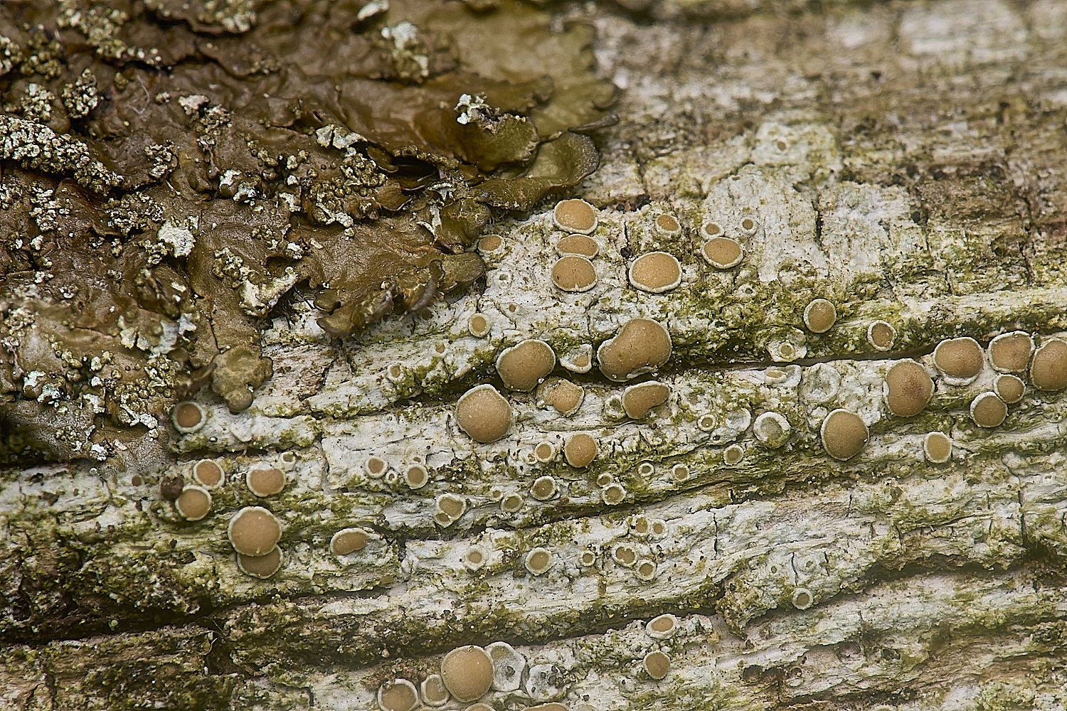 IngworthLichen28210125-1