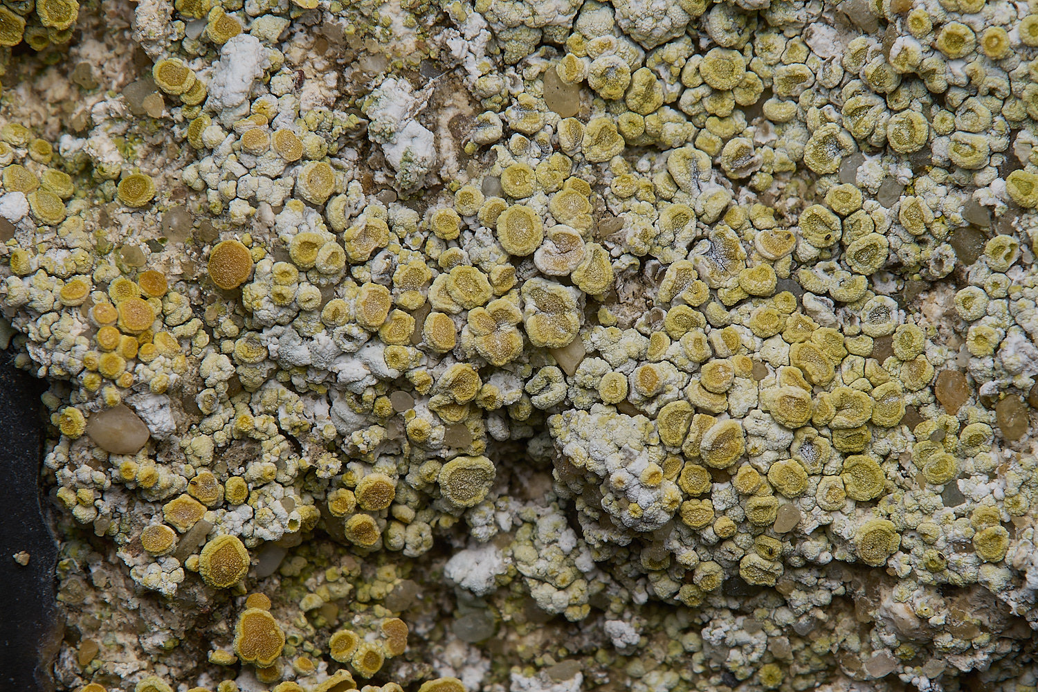 IngworthLichen28290125-1