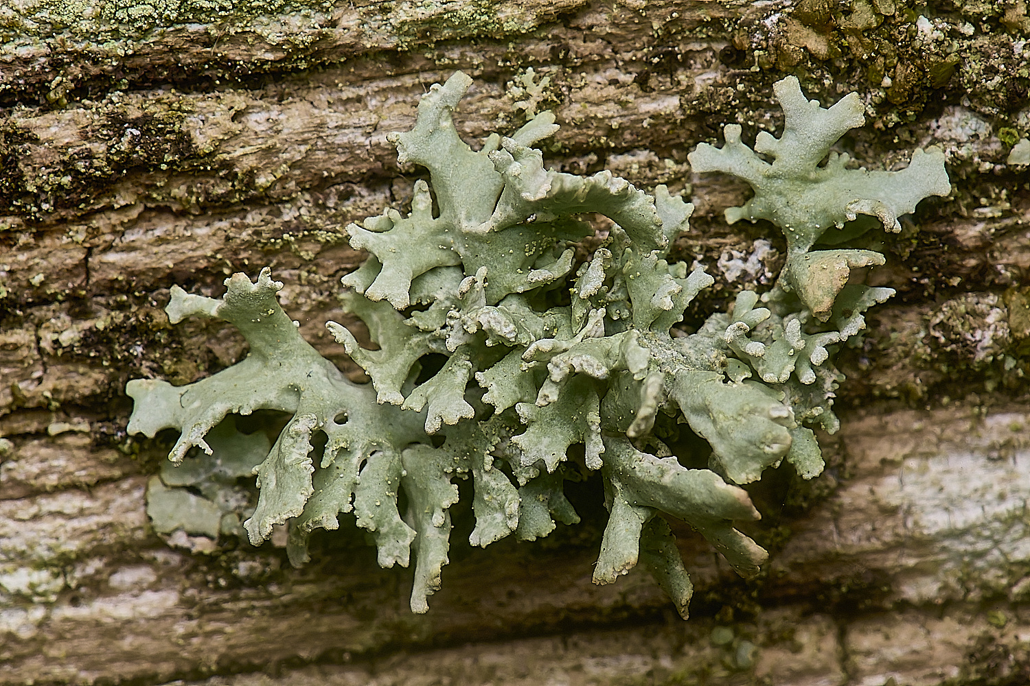 IngworthLichen29210125-1
