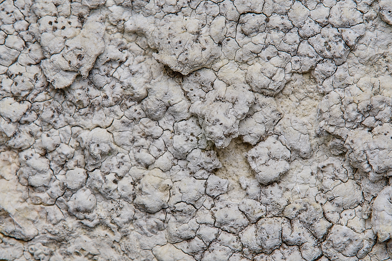 IngworthLichen29290125-1