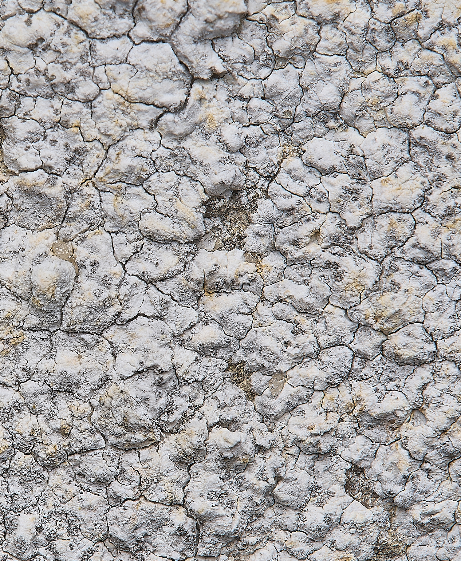 IngworthLichen29290125-2