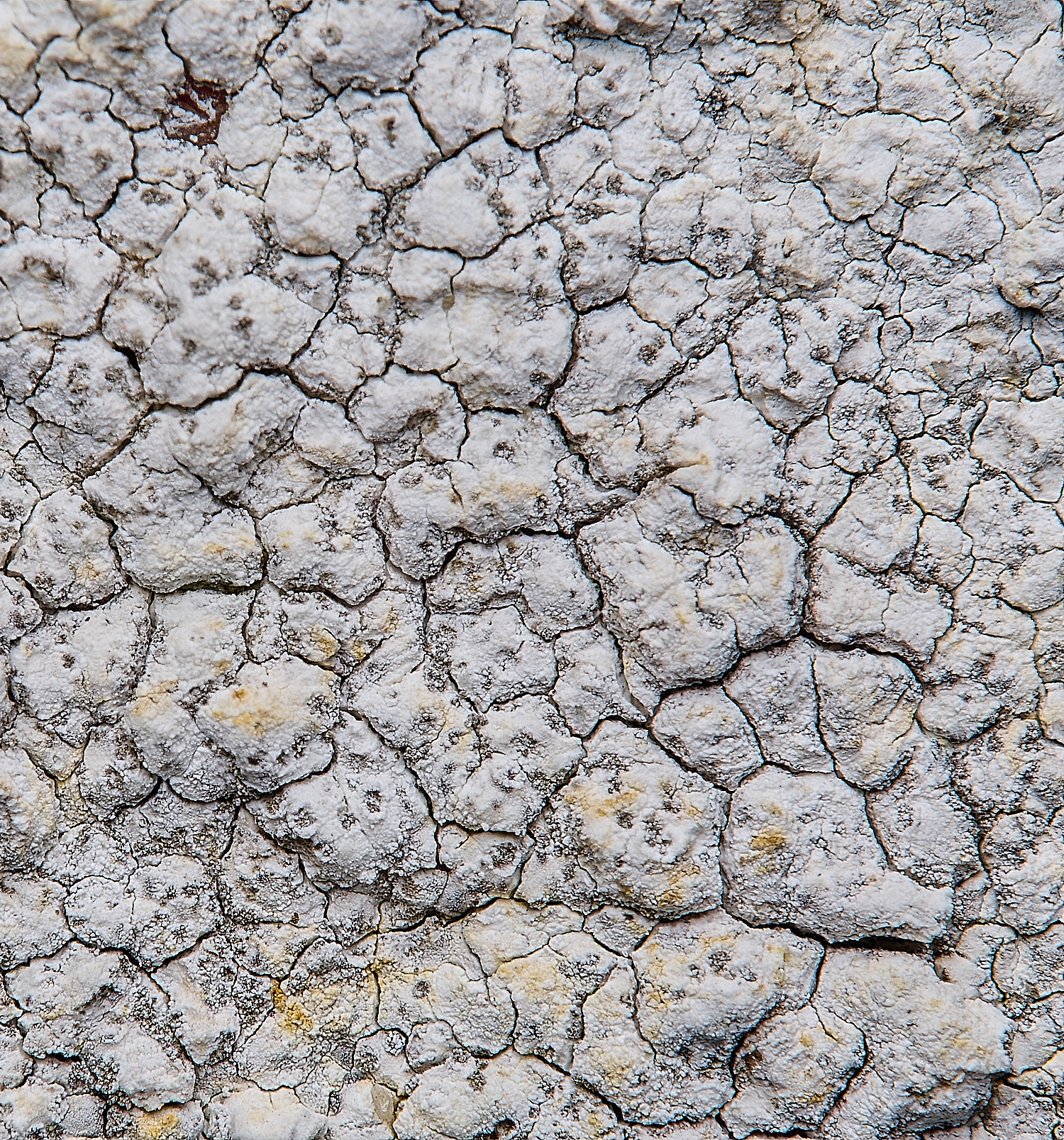 IngworthLichen29290125-3