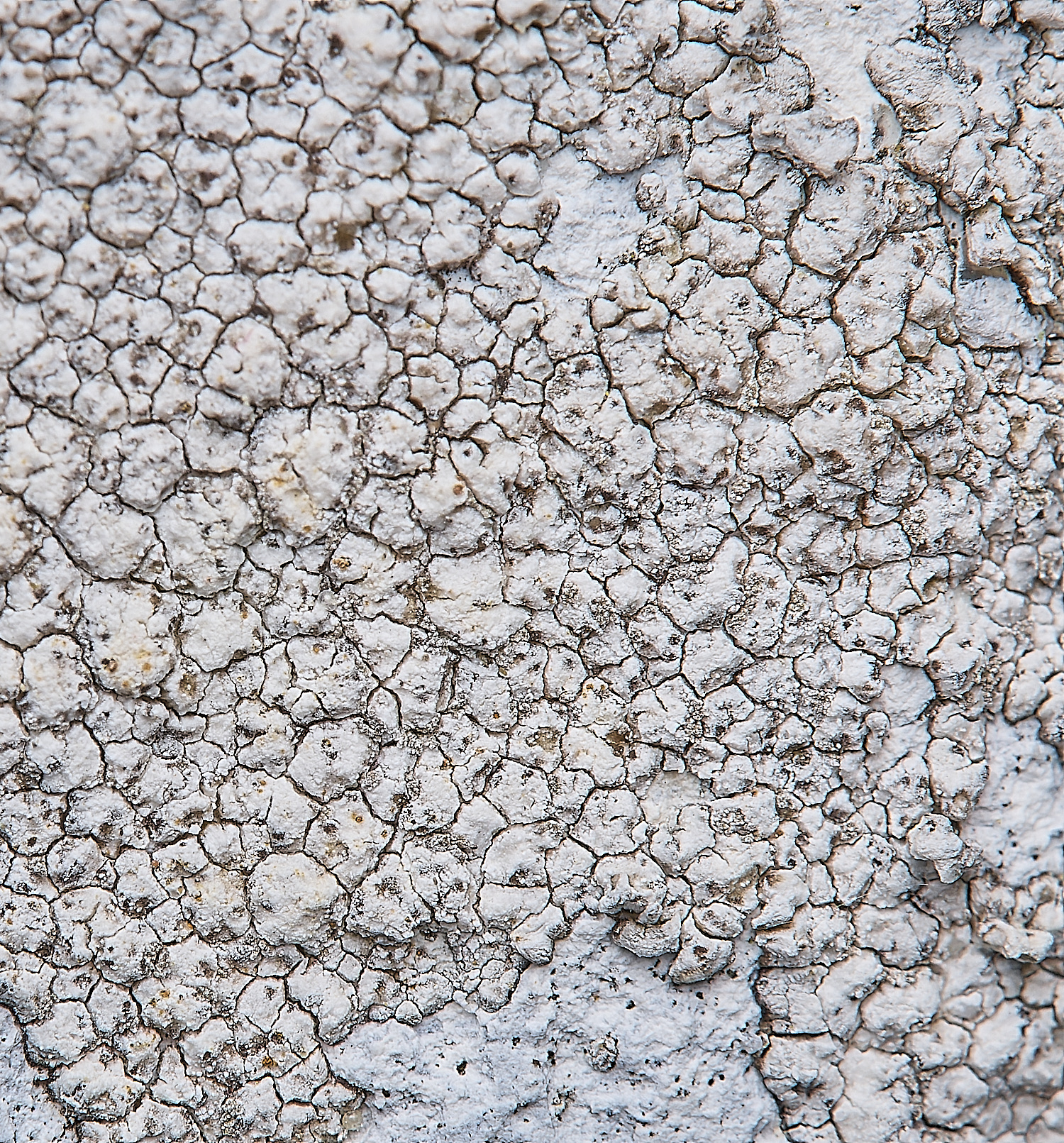 IngworthLichen29290125-4