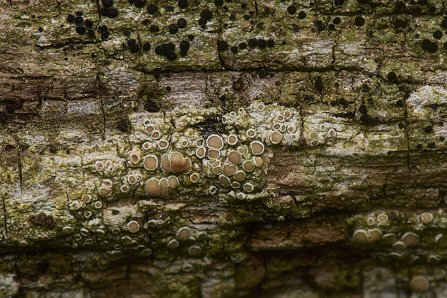 IngworthLichen30210125-1