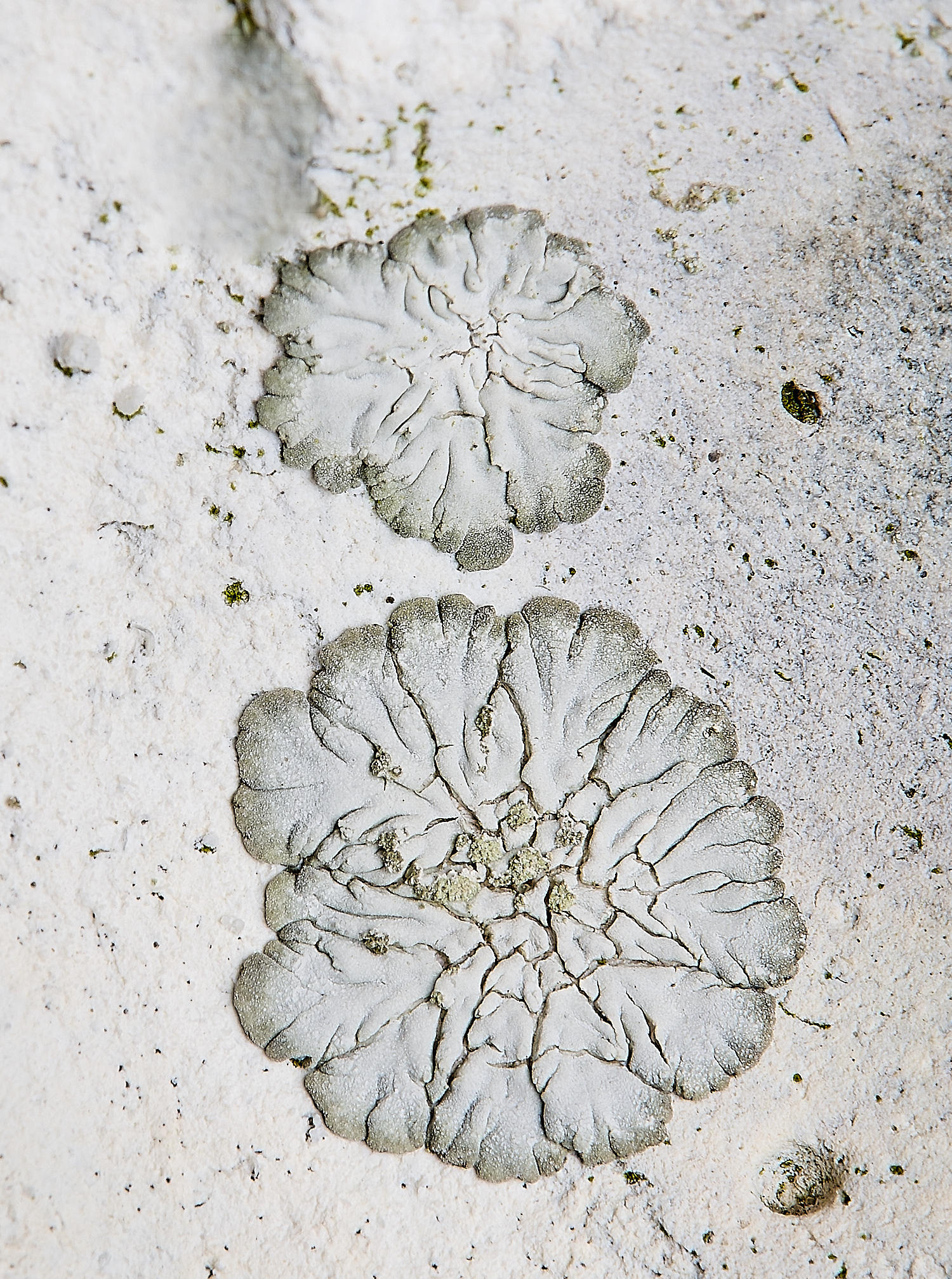 IngworthLichen30290125-1 1