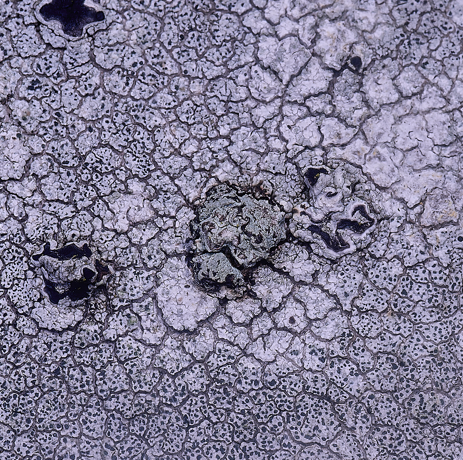 IngworthLichen3060225-1