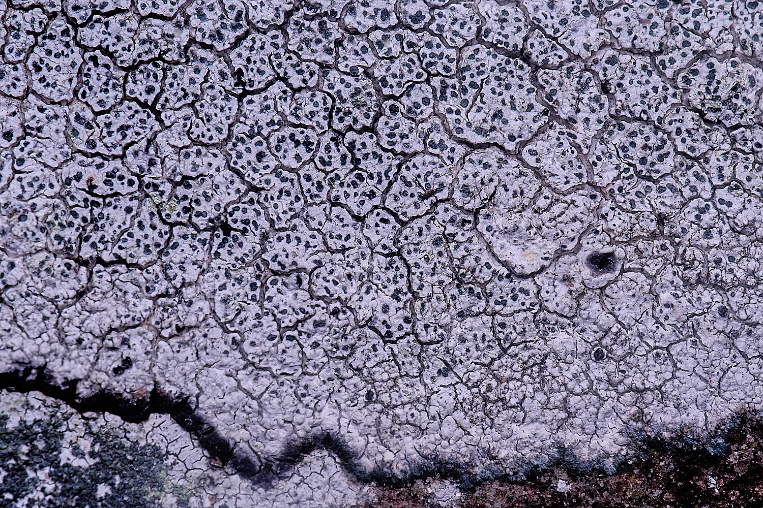 IngworthLichen3060225-2
