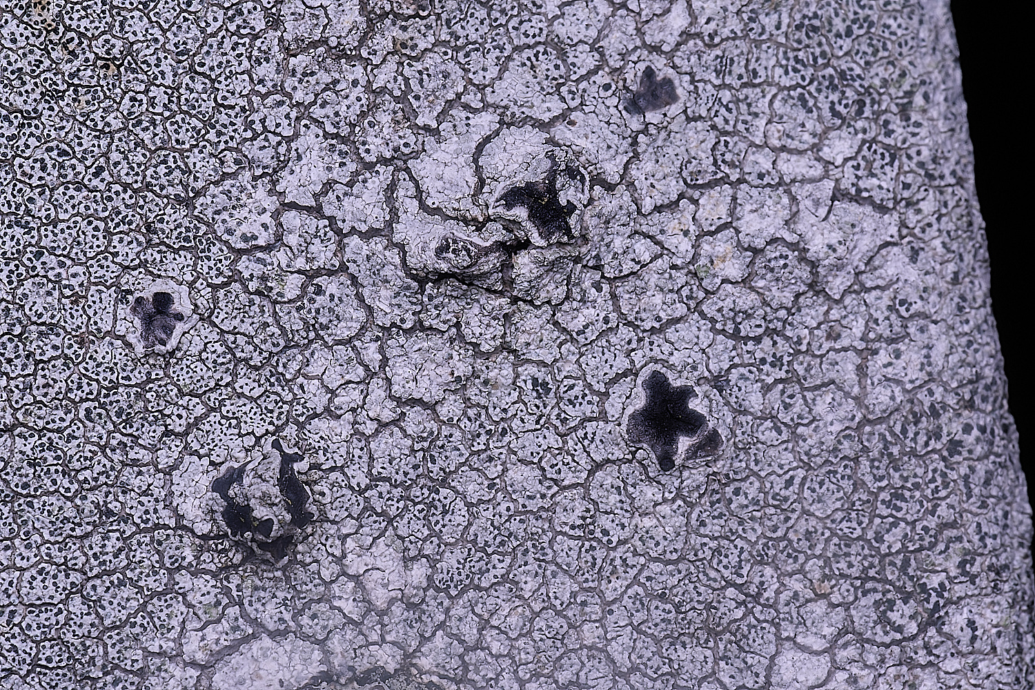IngworthLichen3060225-3