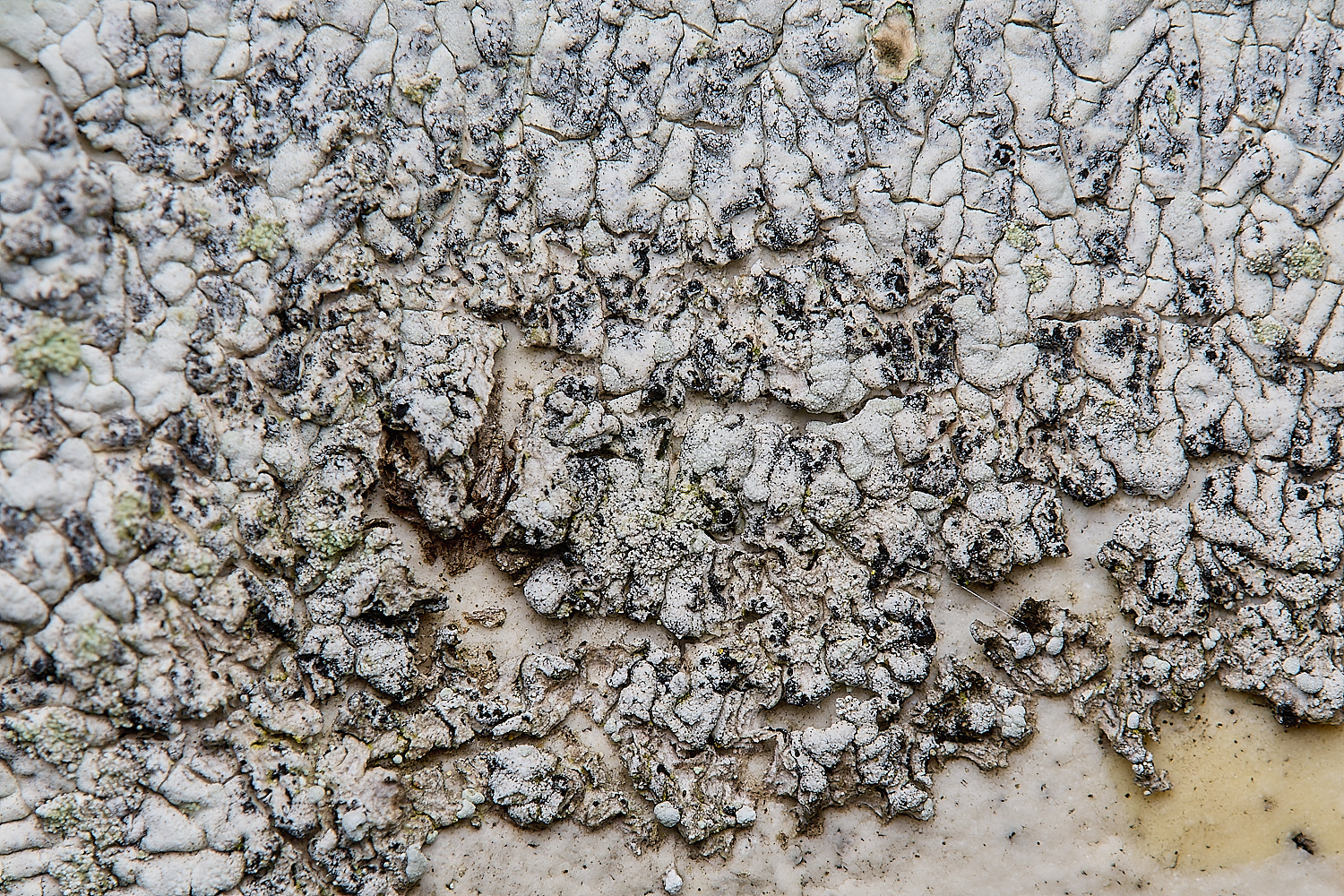 IngworthLichen31290125-1