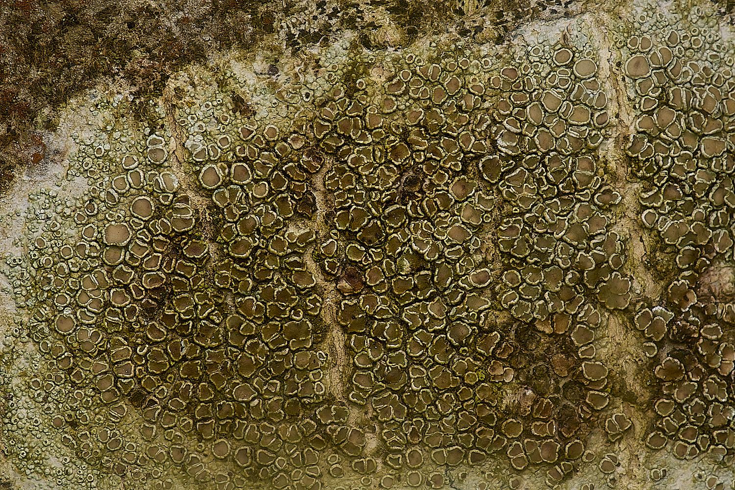 IngworthLichen3210125-1