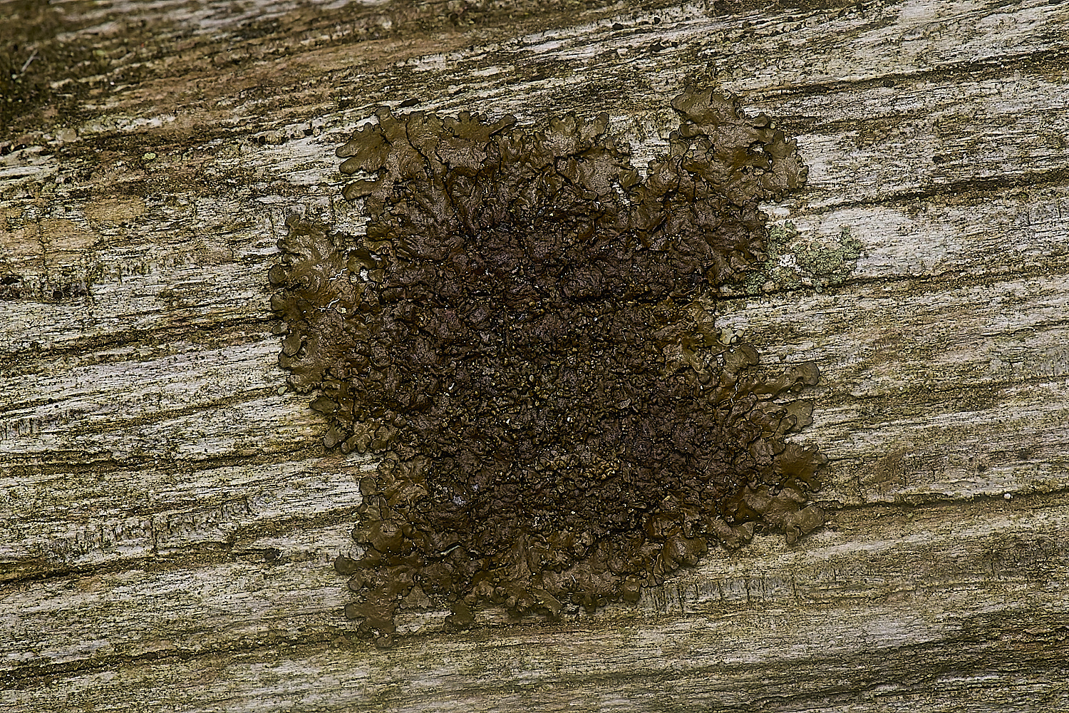IngworthLichen32210125-1