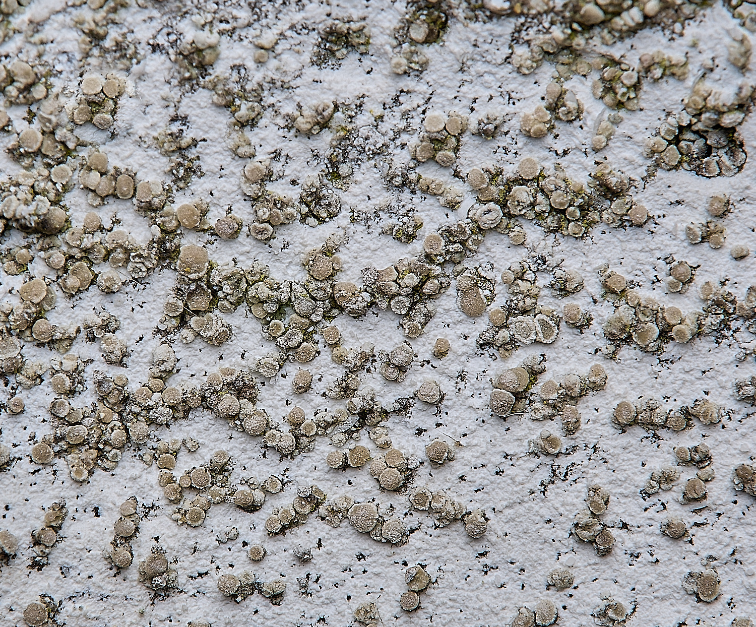 IngworthLichen32290125-1 1