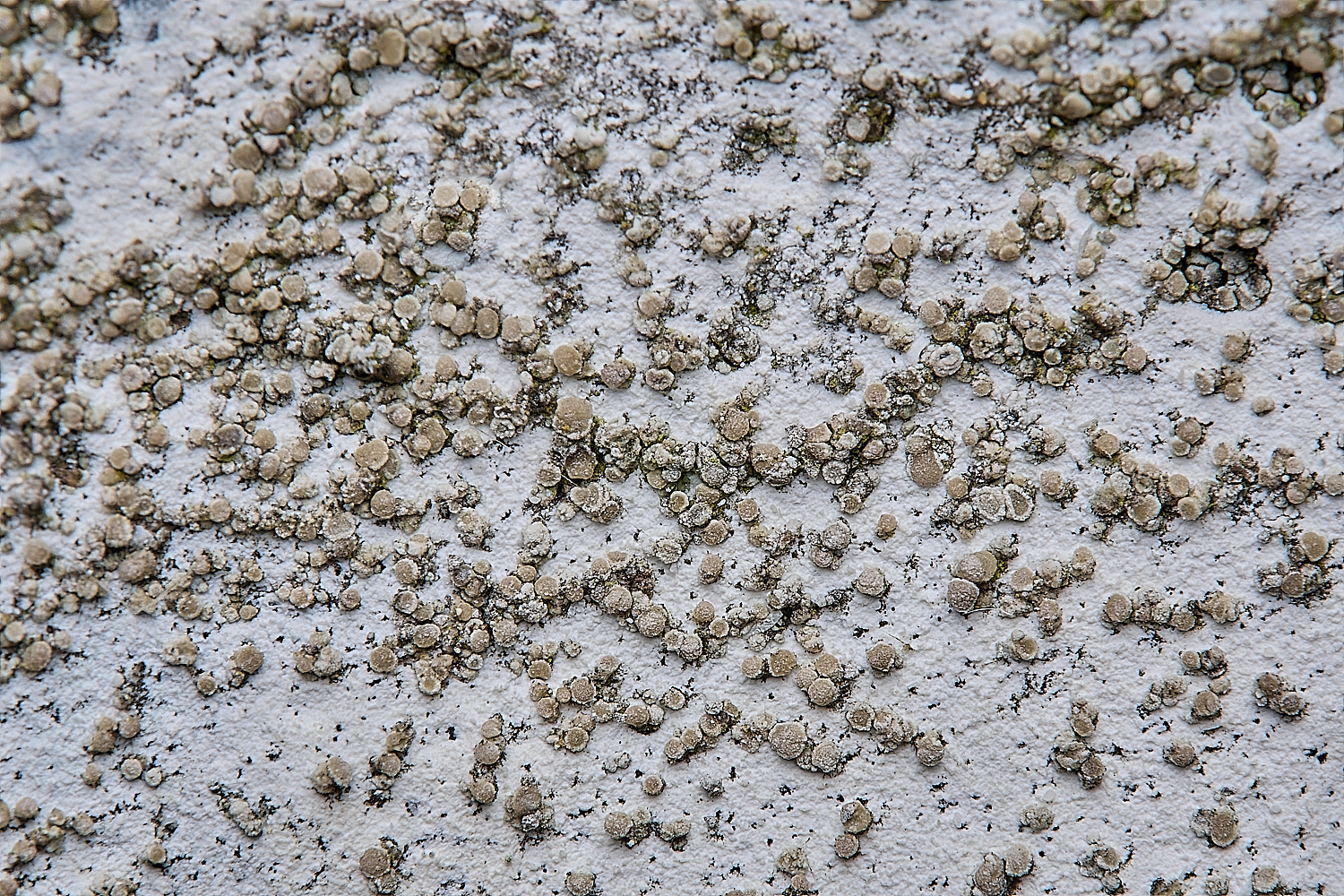 IngworthLichen32290125-1 2