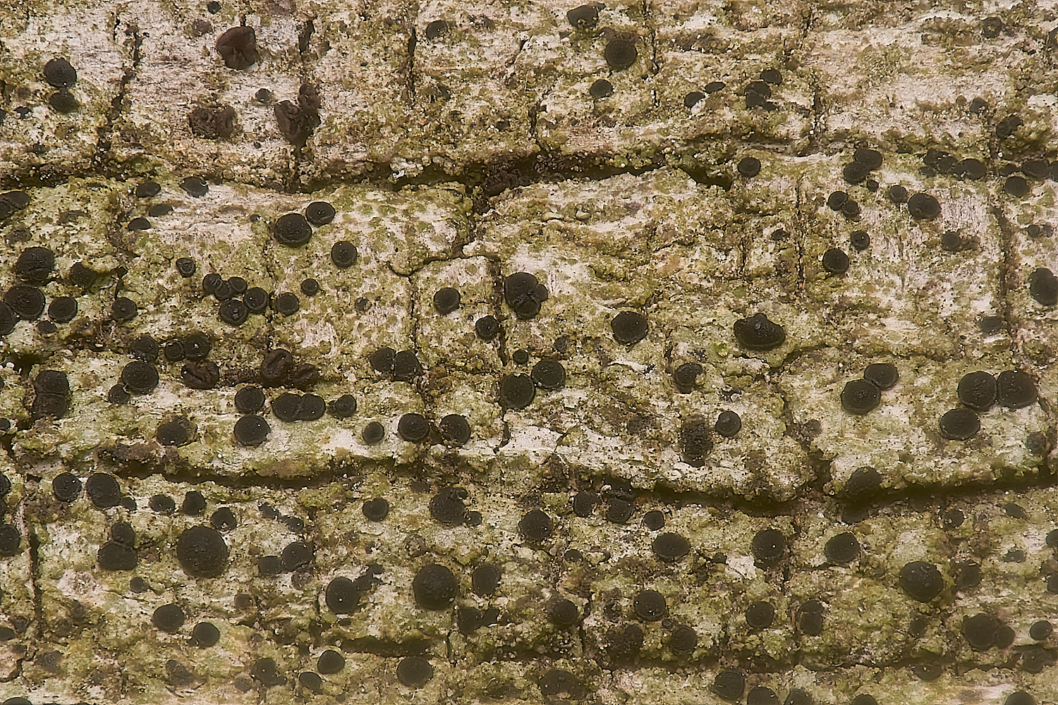 IngworthLichen33210125-1