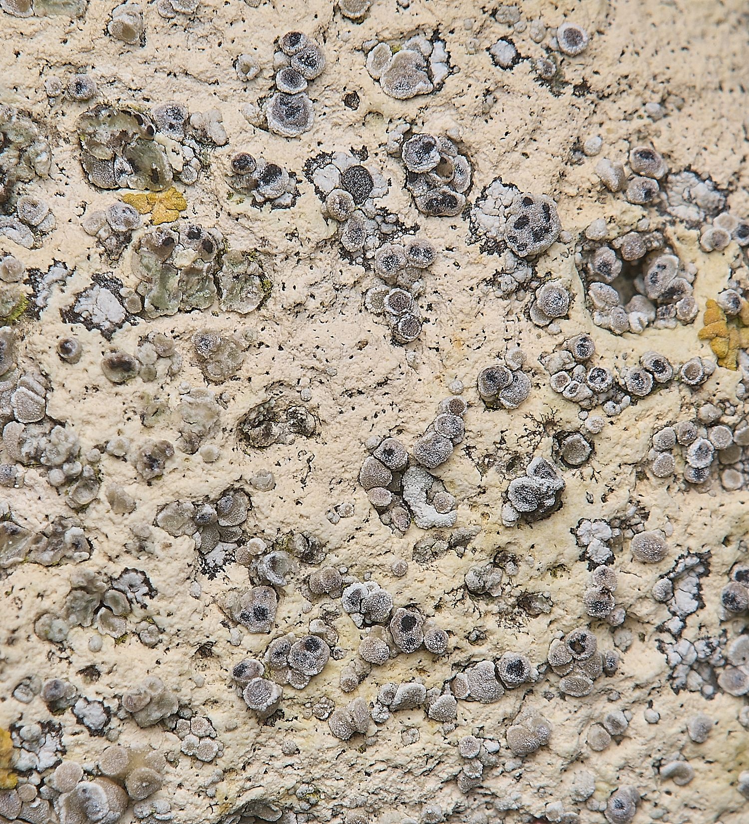 IngworthLichen33290125-1