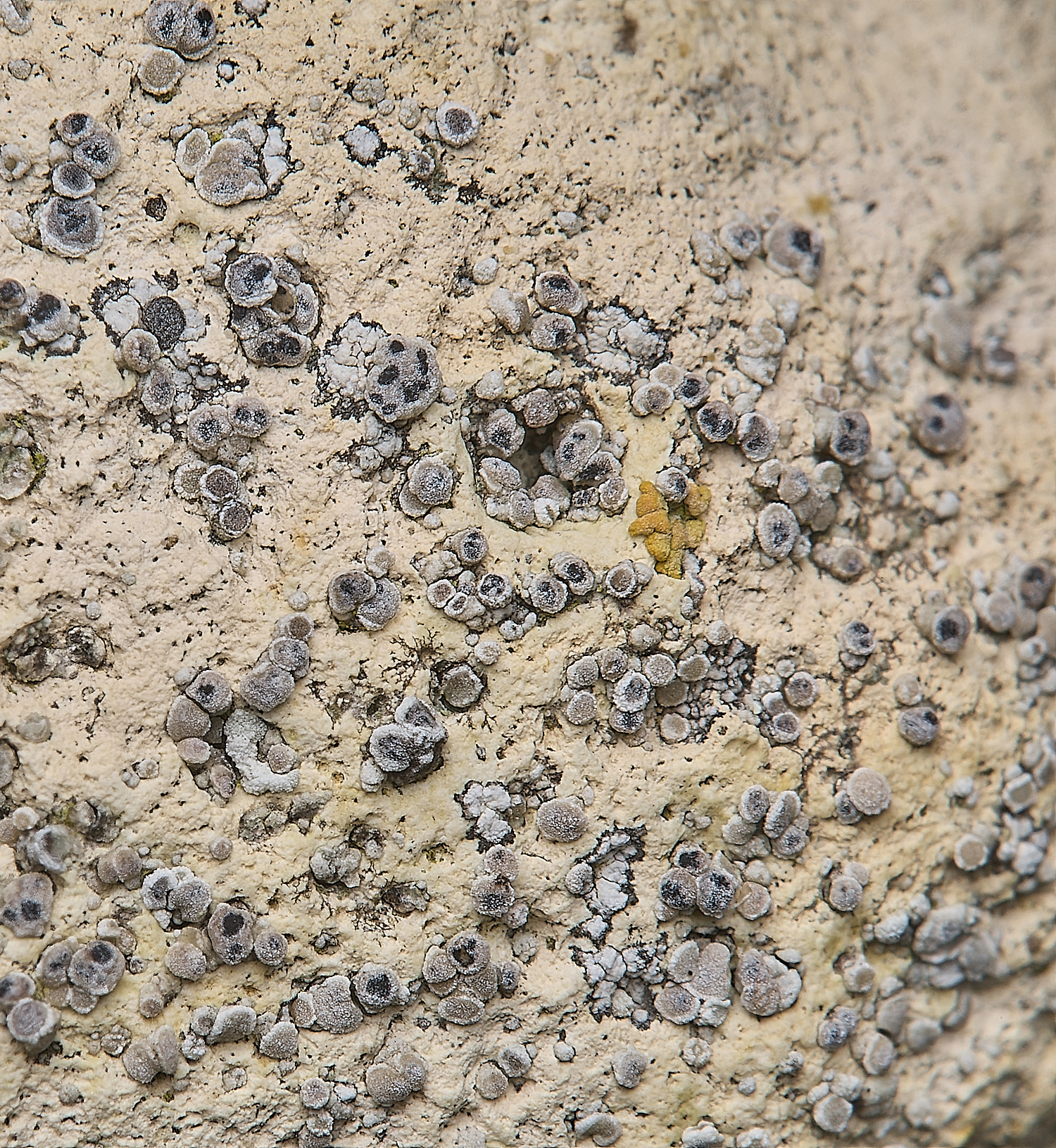 IngworthLichen33290125-2