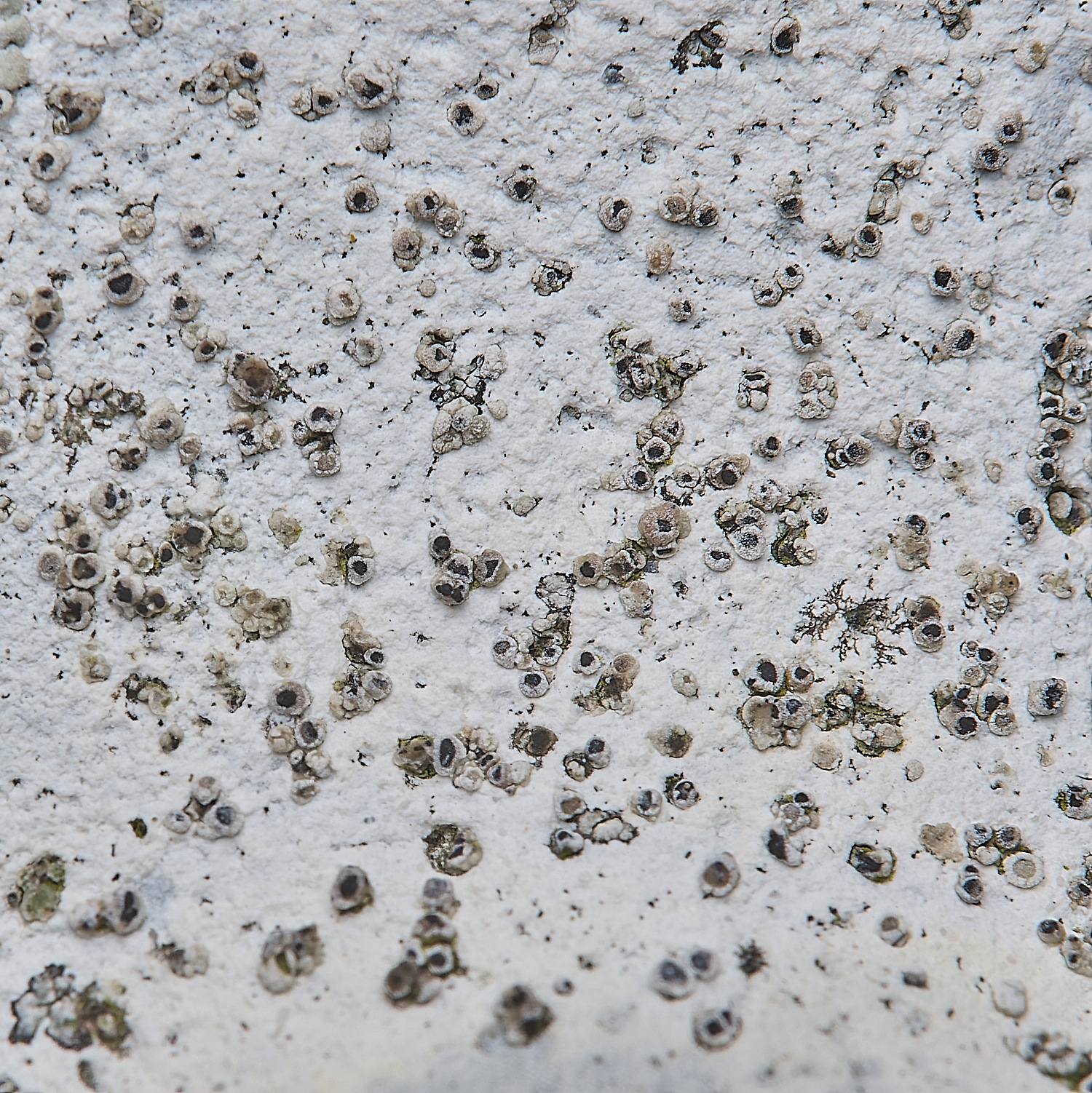 IngworthLichen34290125-1