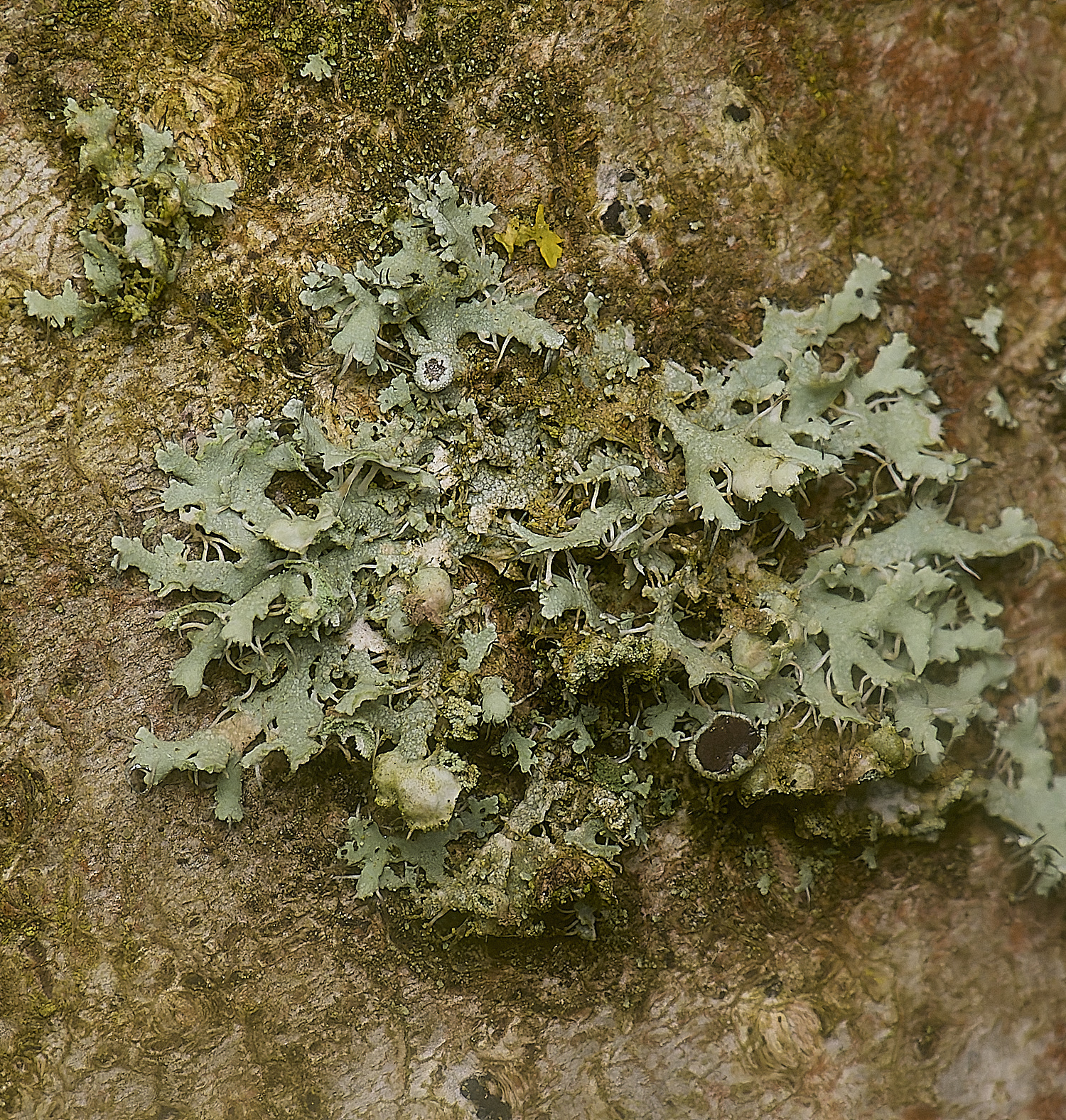 IngworthLichen35210125-1
