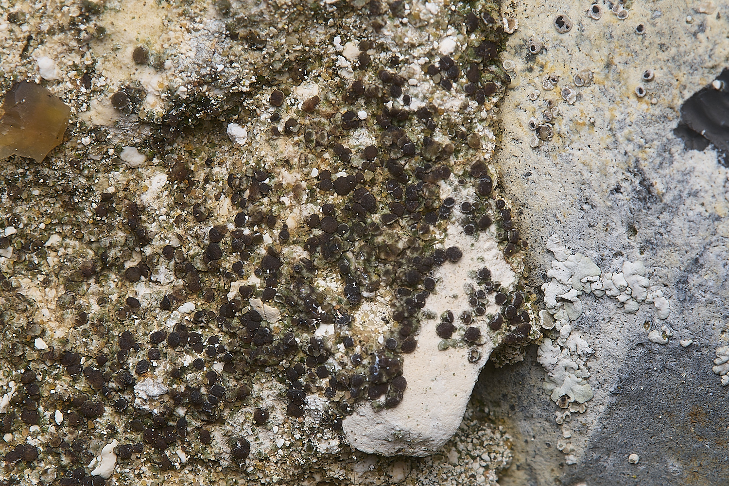 IngworthLichen35290125-1