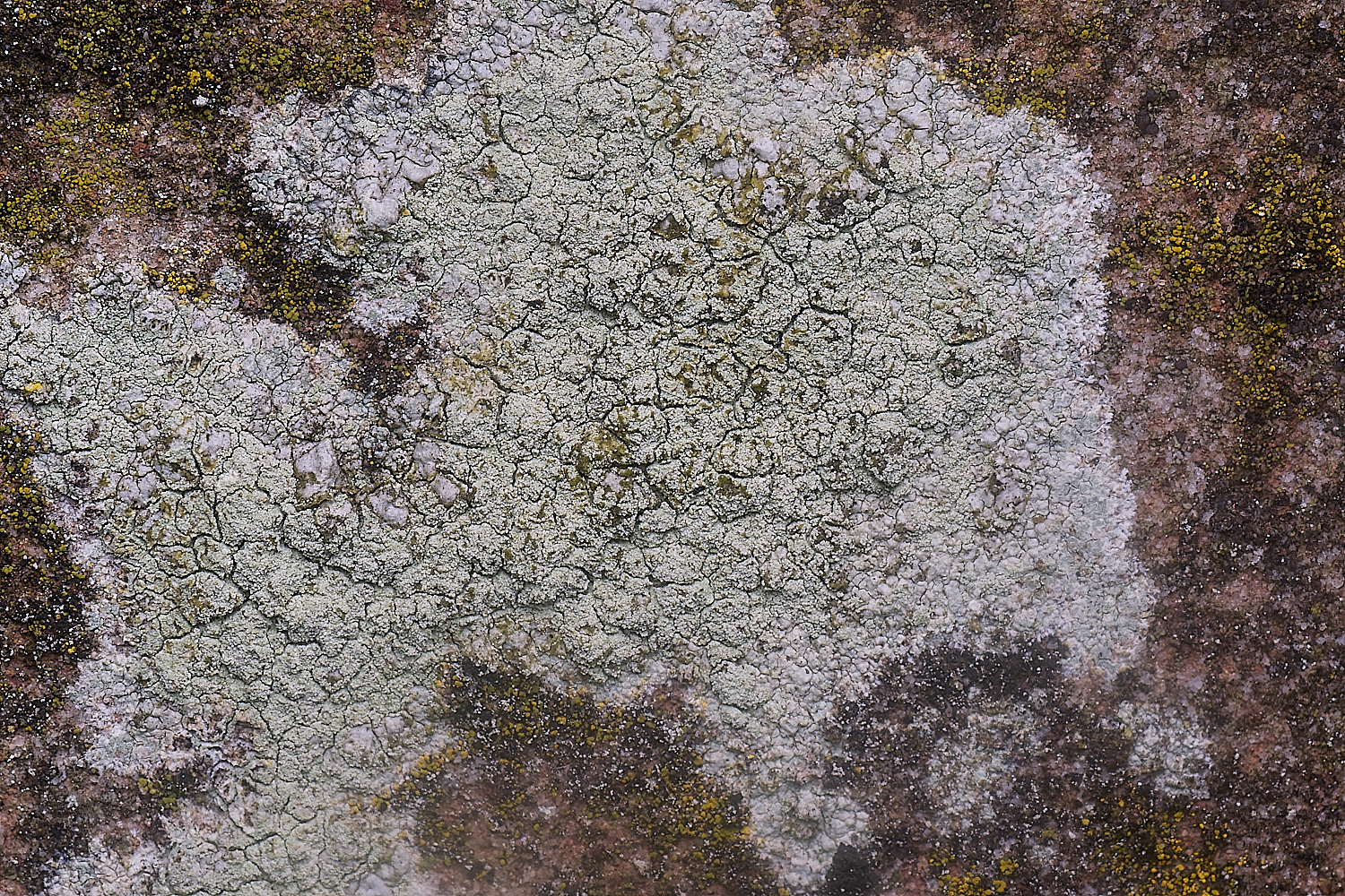IngworthLichen4060225-1