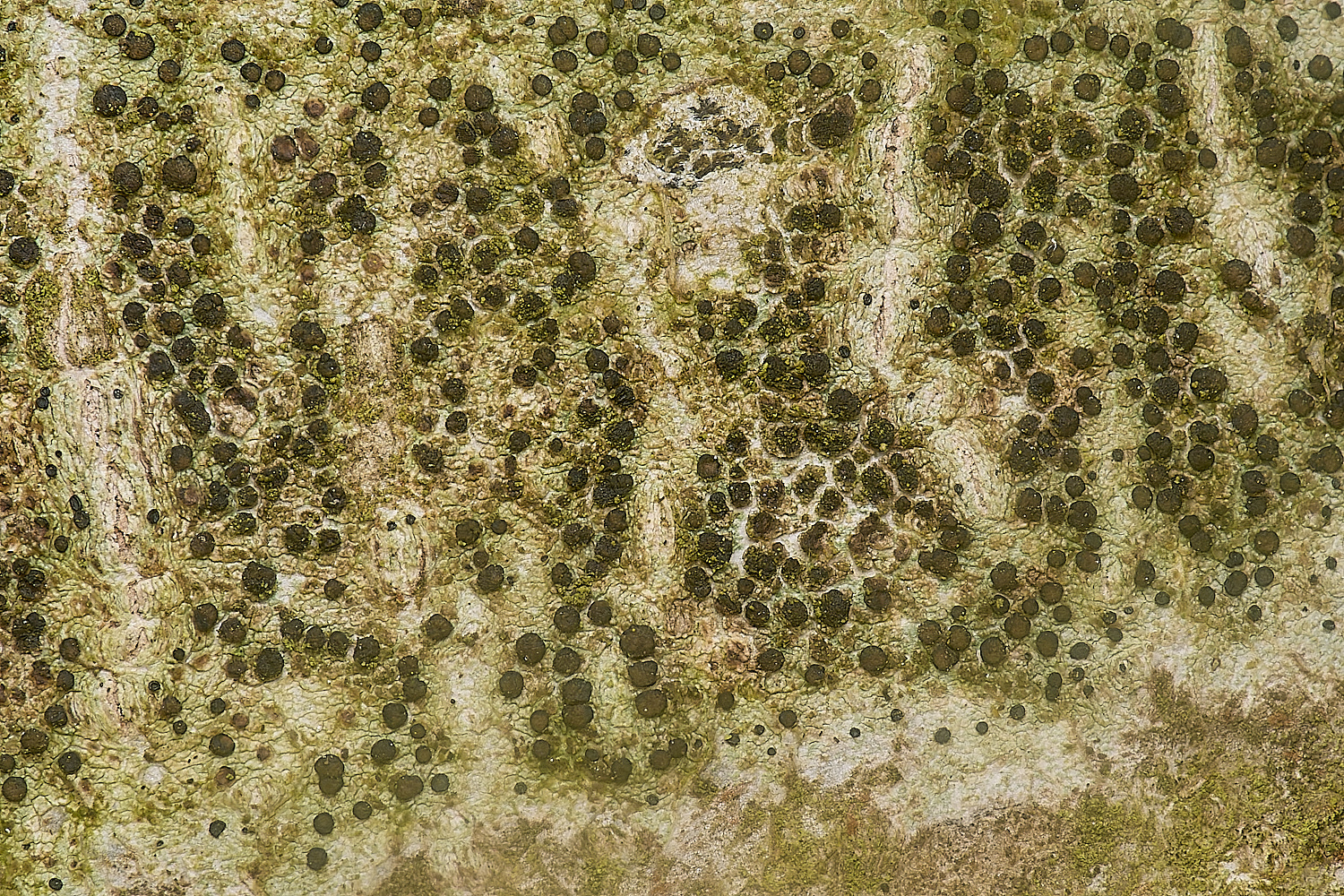 IngworthLichen4210125-1