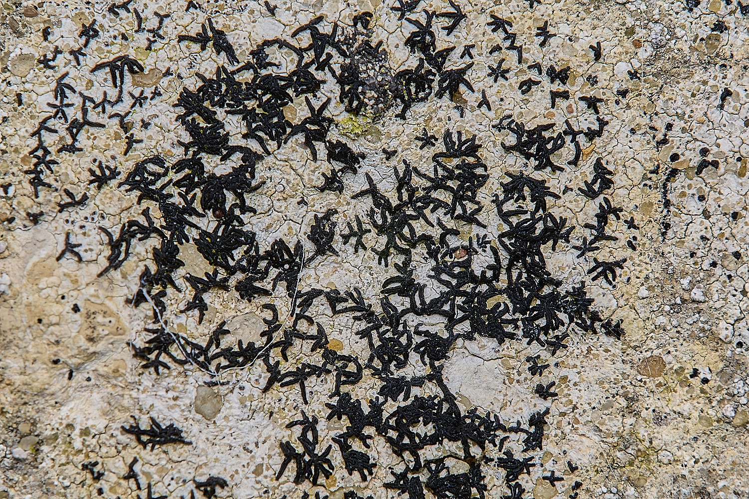 IngworthLichen4290125-1
