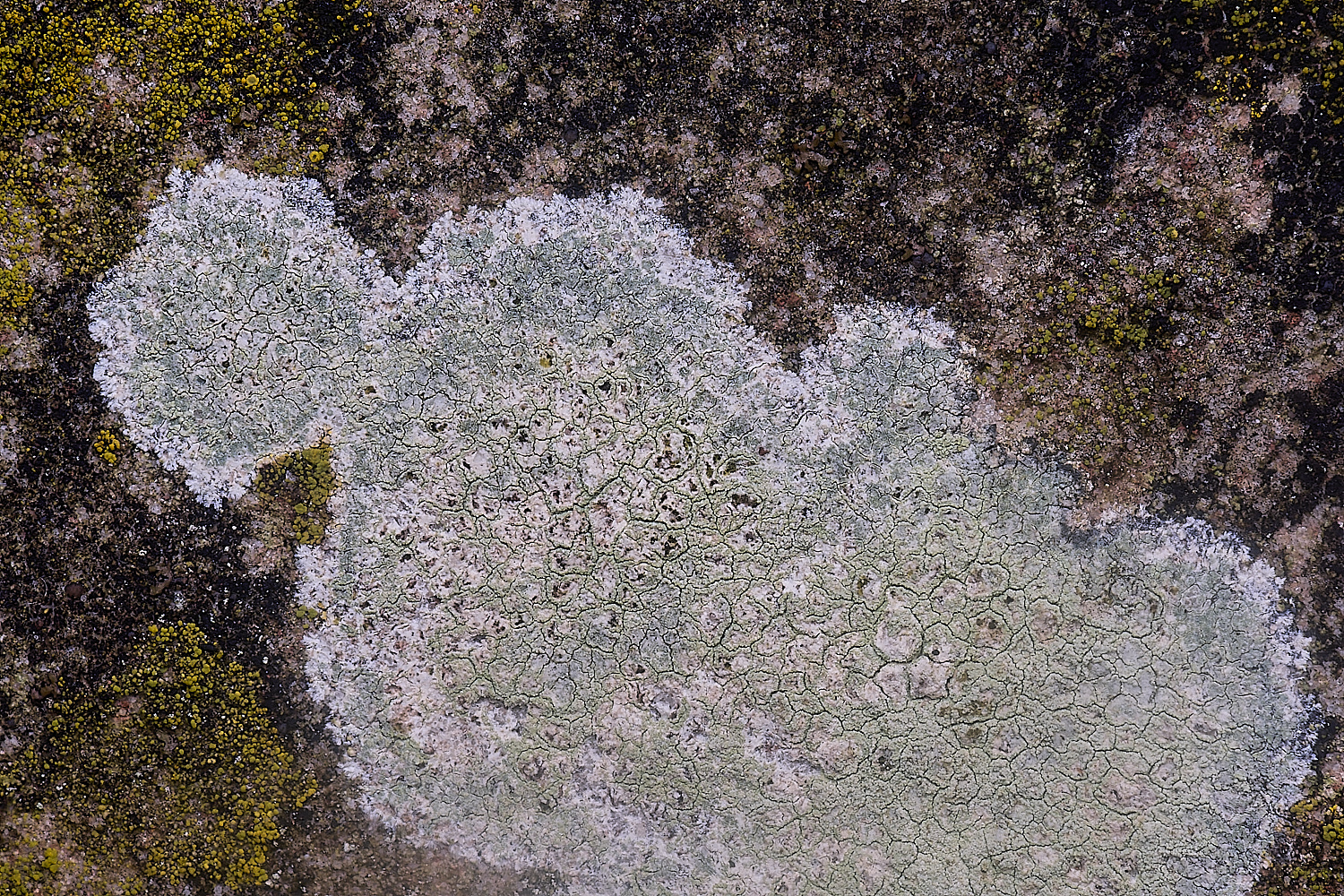 IngworthLichen5060225-1