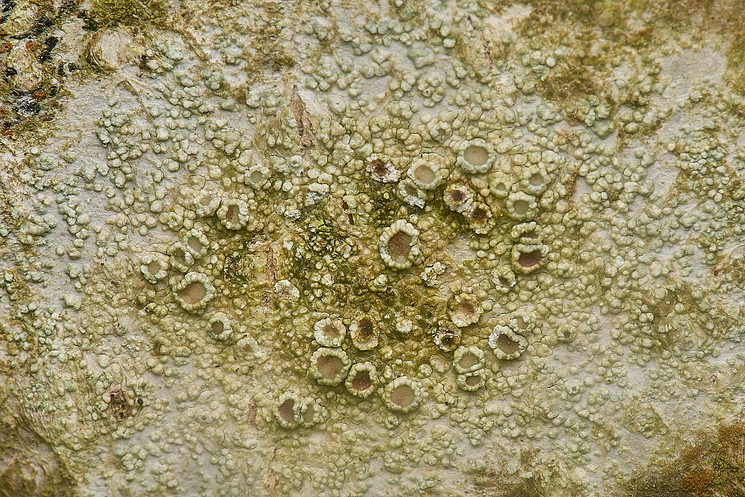 IngworthLichen5210125-1