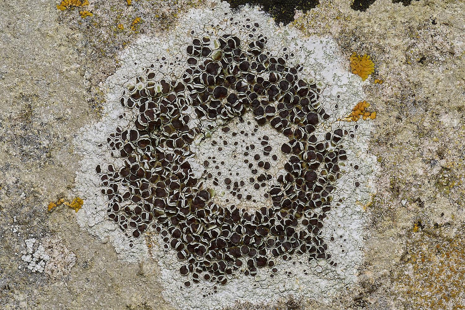 IngworthLichen5290125-1