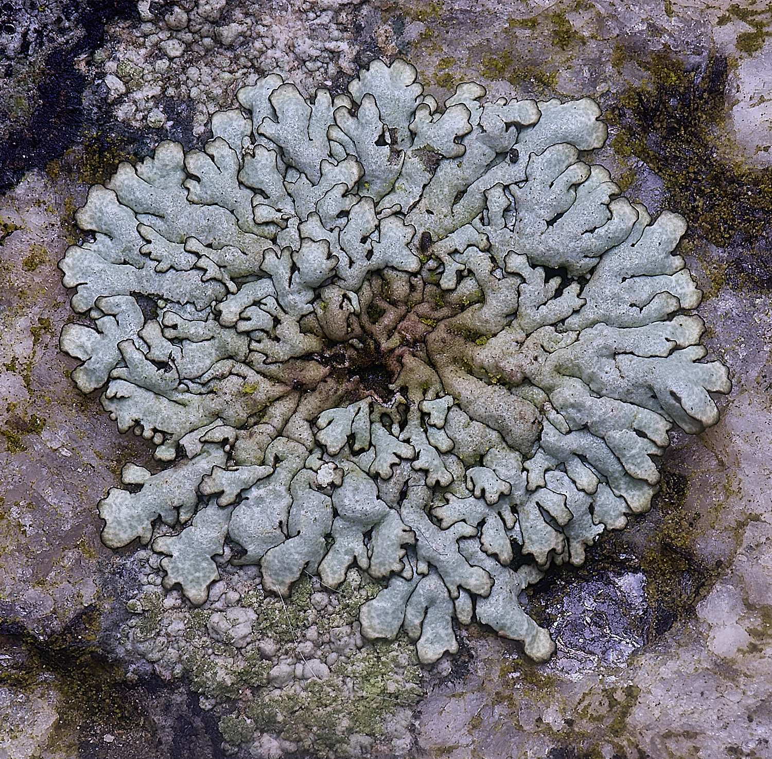 IngworthLichen6060225-1