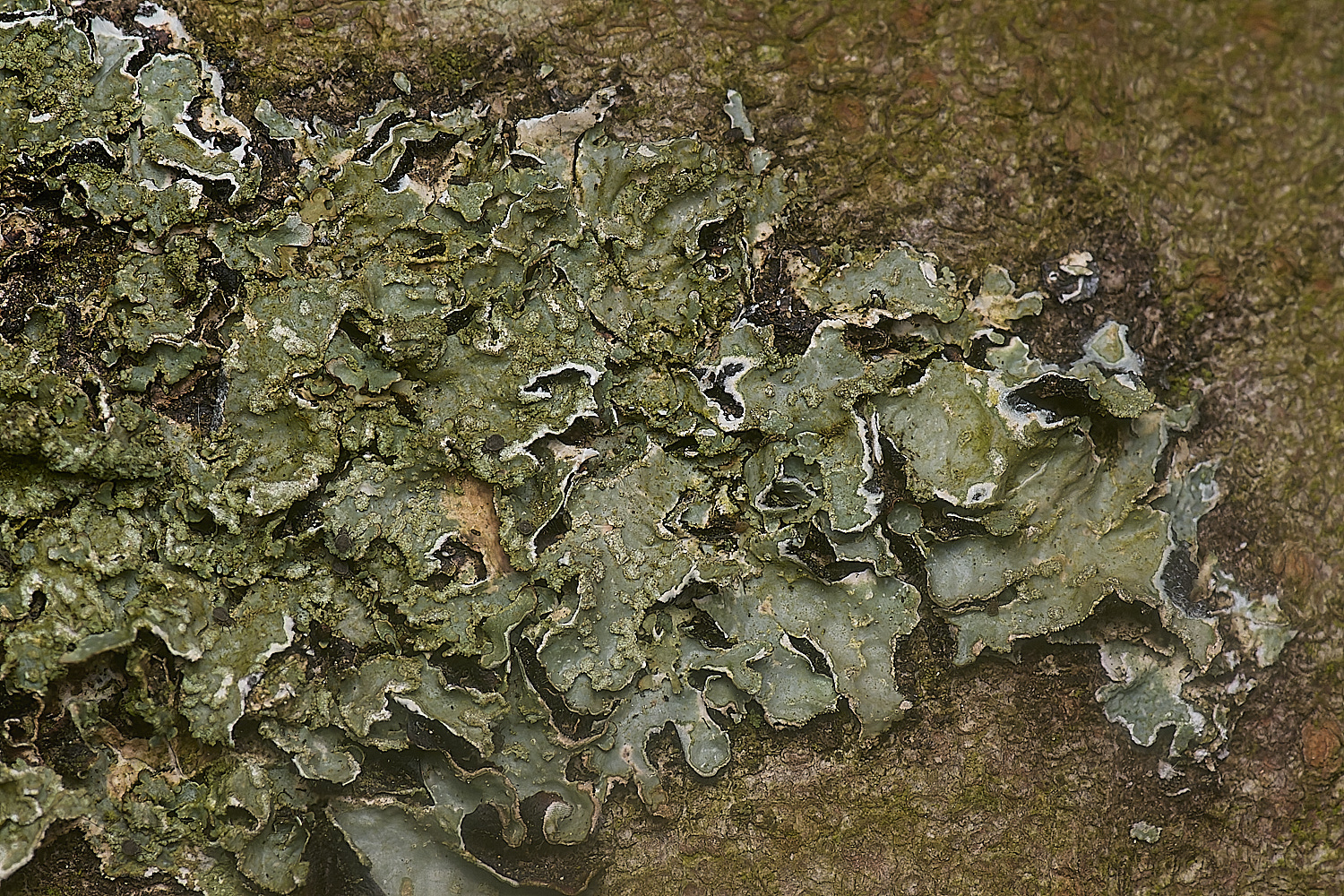 IngworthLichen6210125-1