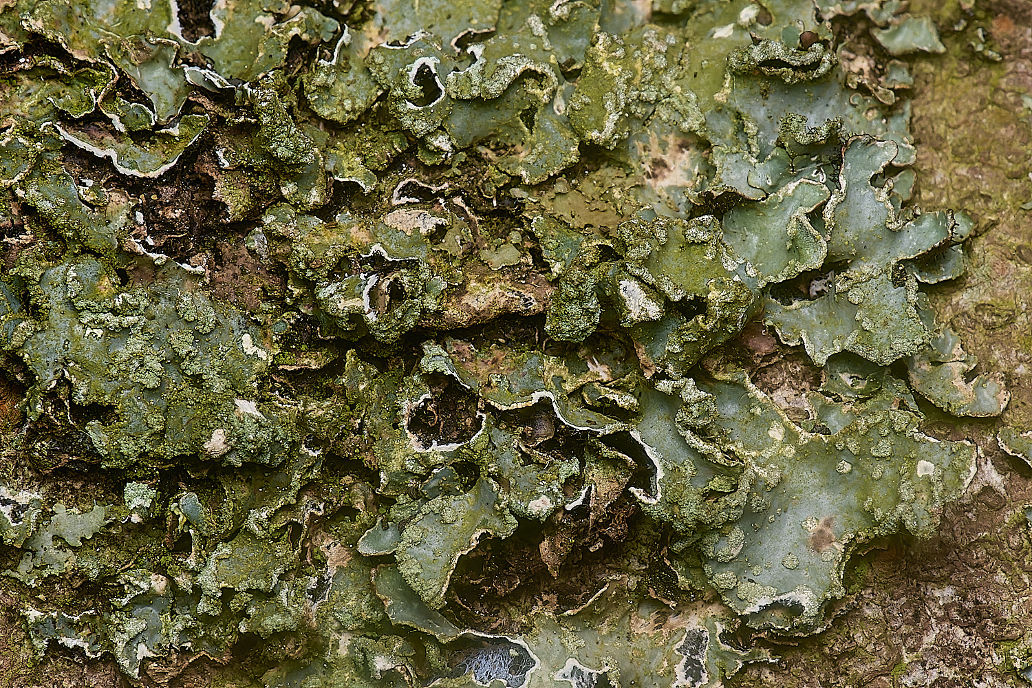 IngworthLichen6210125-2
